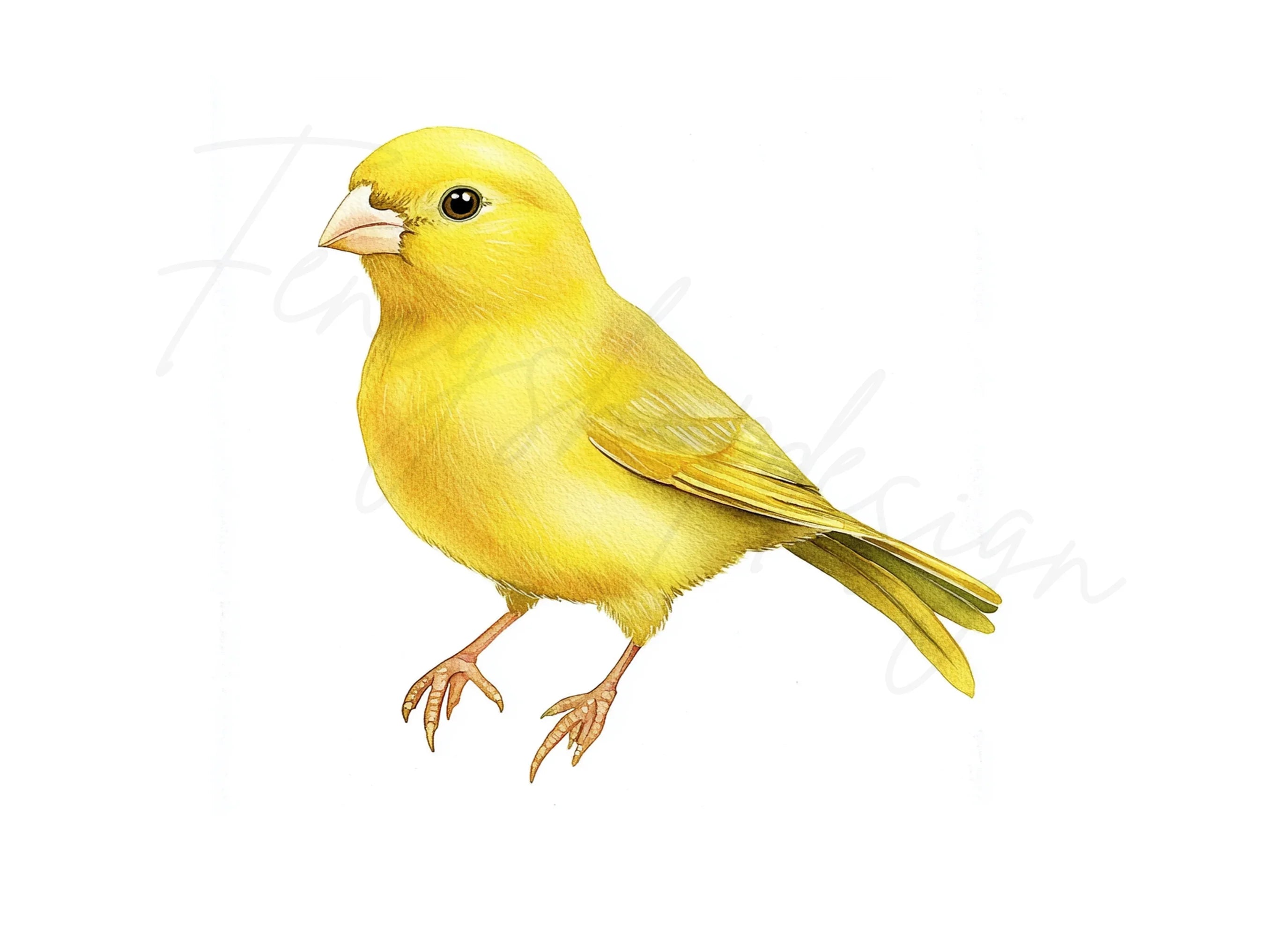 Bright Yellow Canary Bird Clipart Bundle
