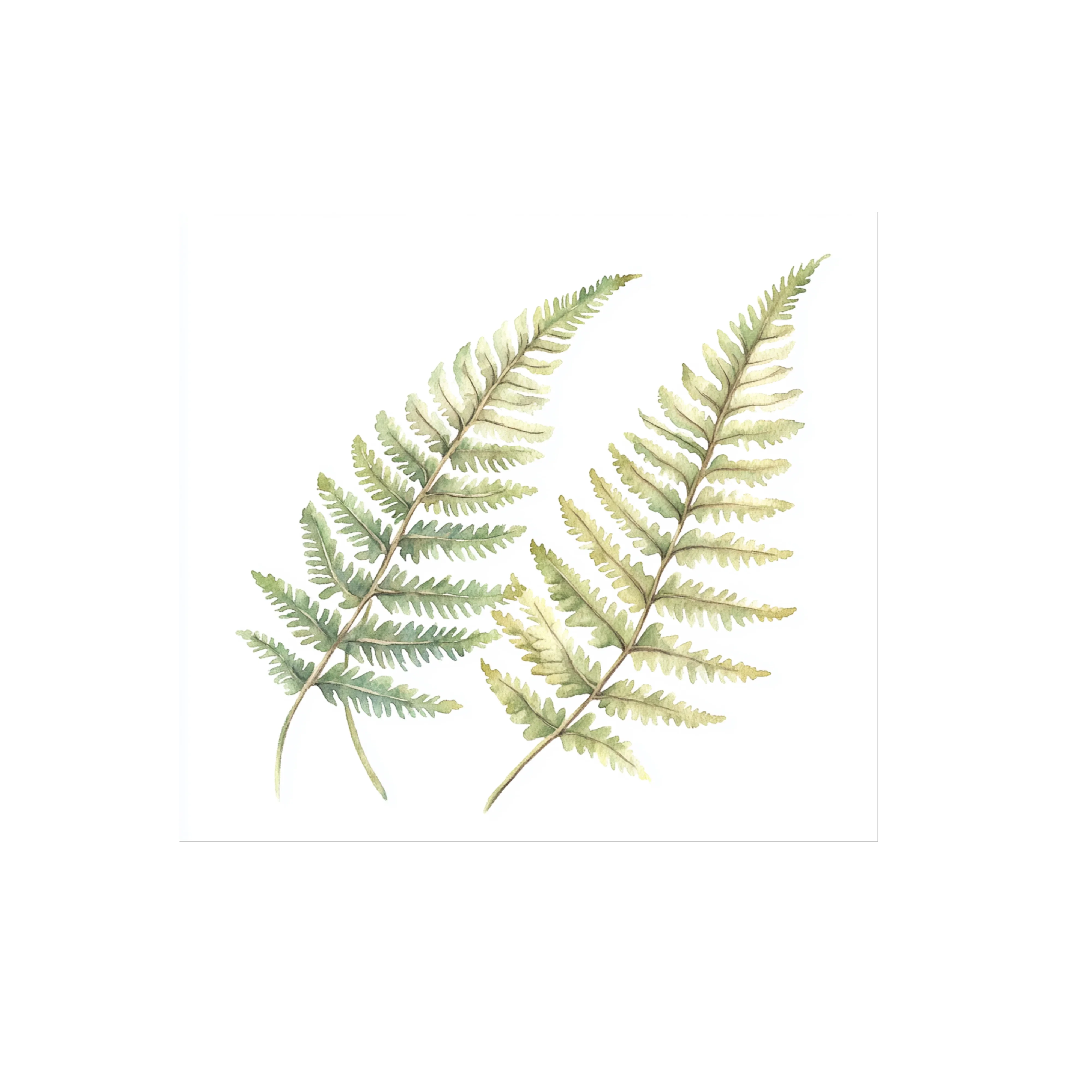 Fern Leaves Clipart Bundle