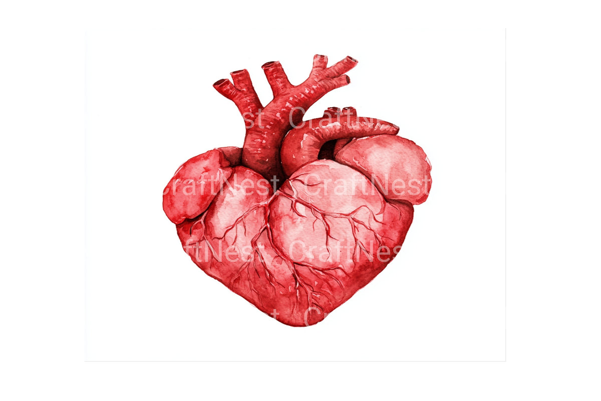 Realistic Human Heart Clipart Illustrations Planner