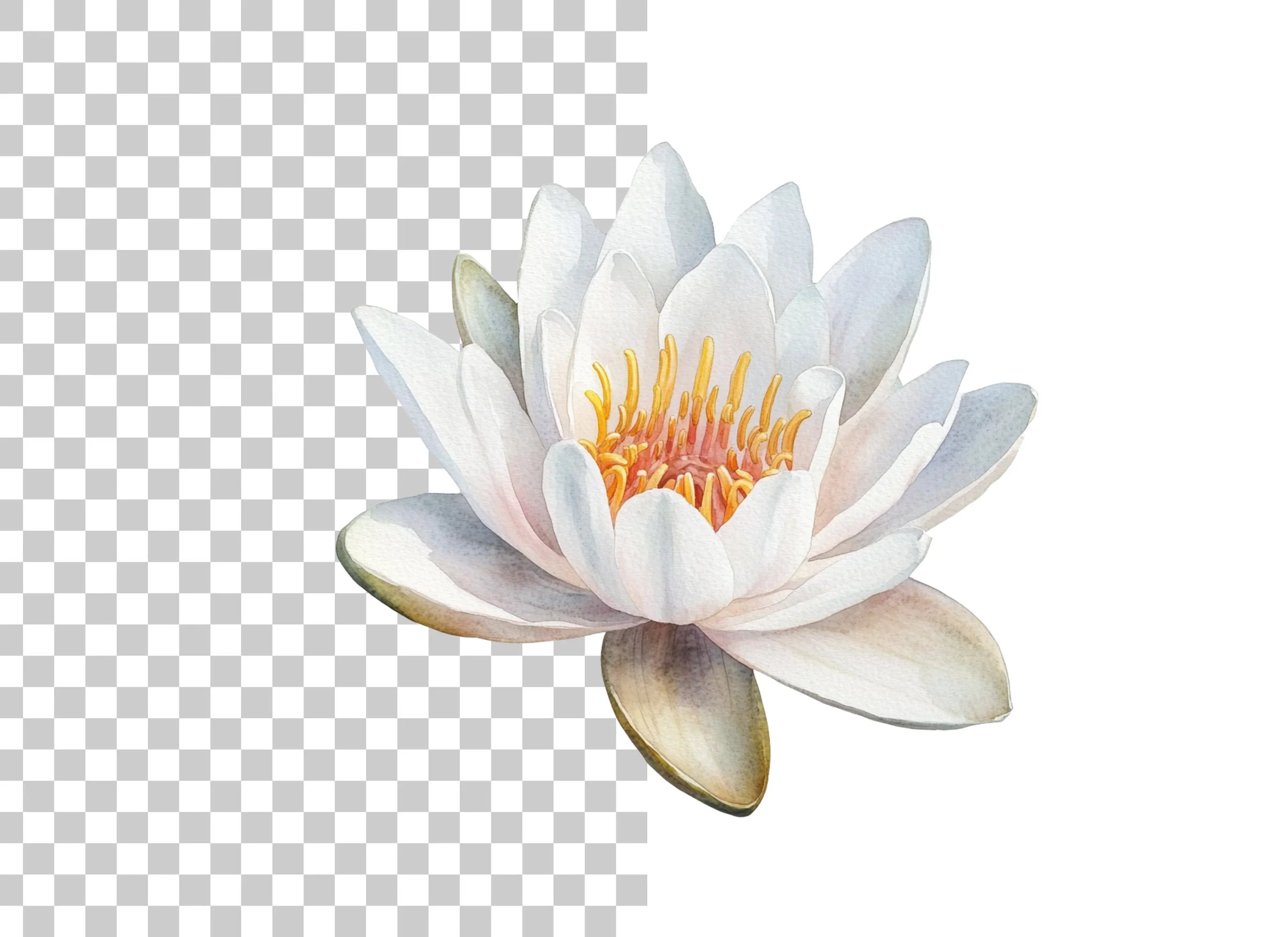 Elegant Water Lily Clipart Bundle