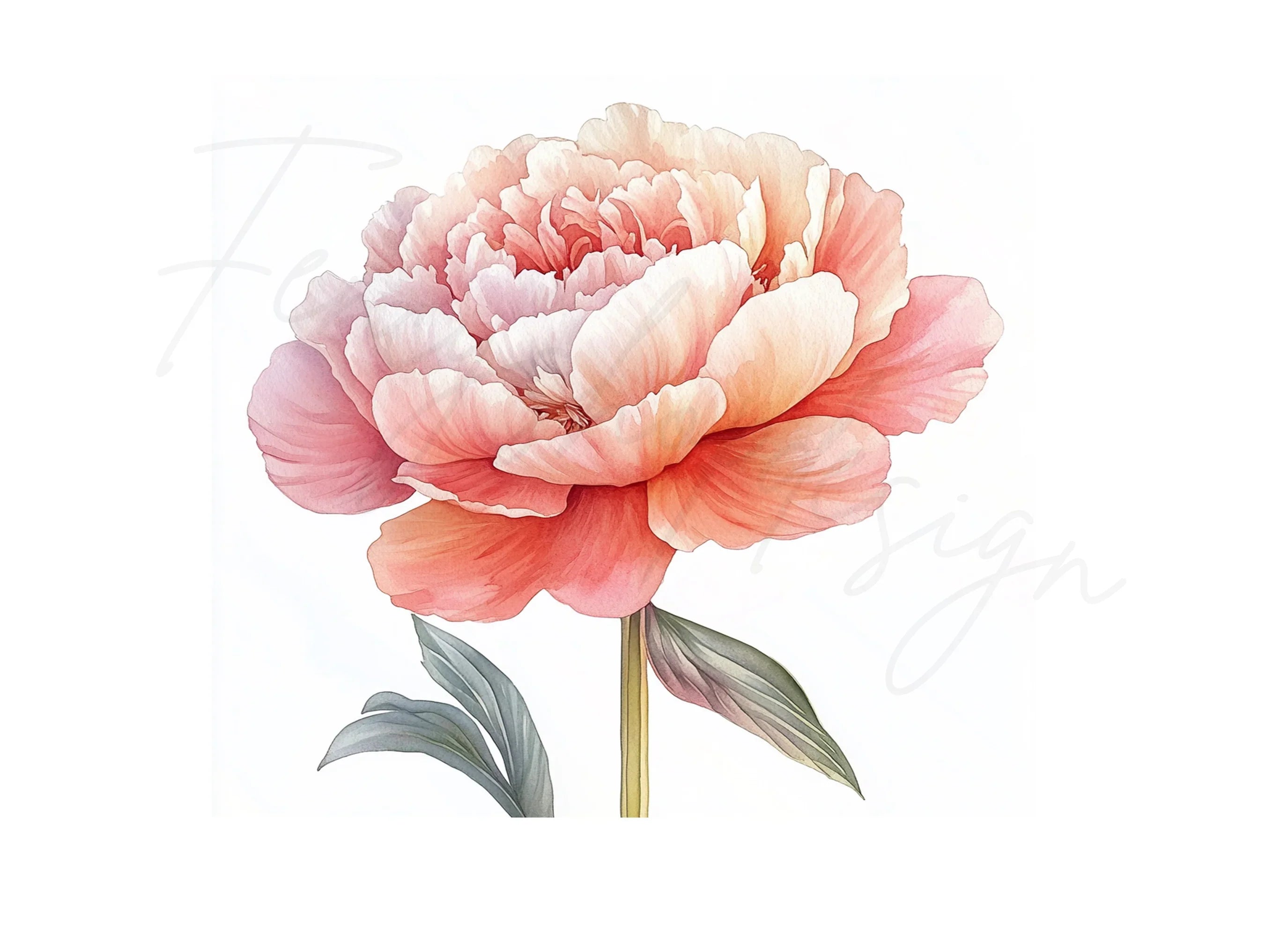 Vibrant Pink Peony Clipart Bundle