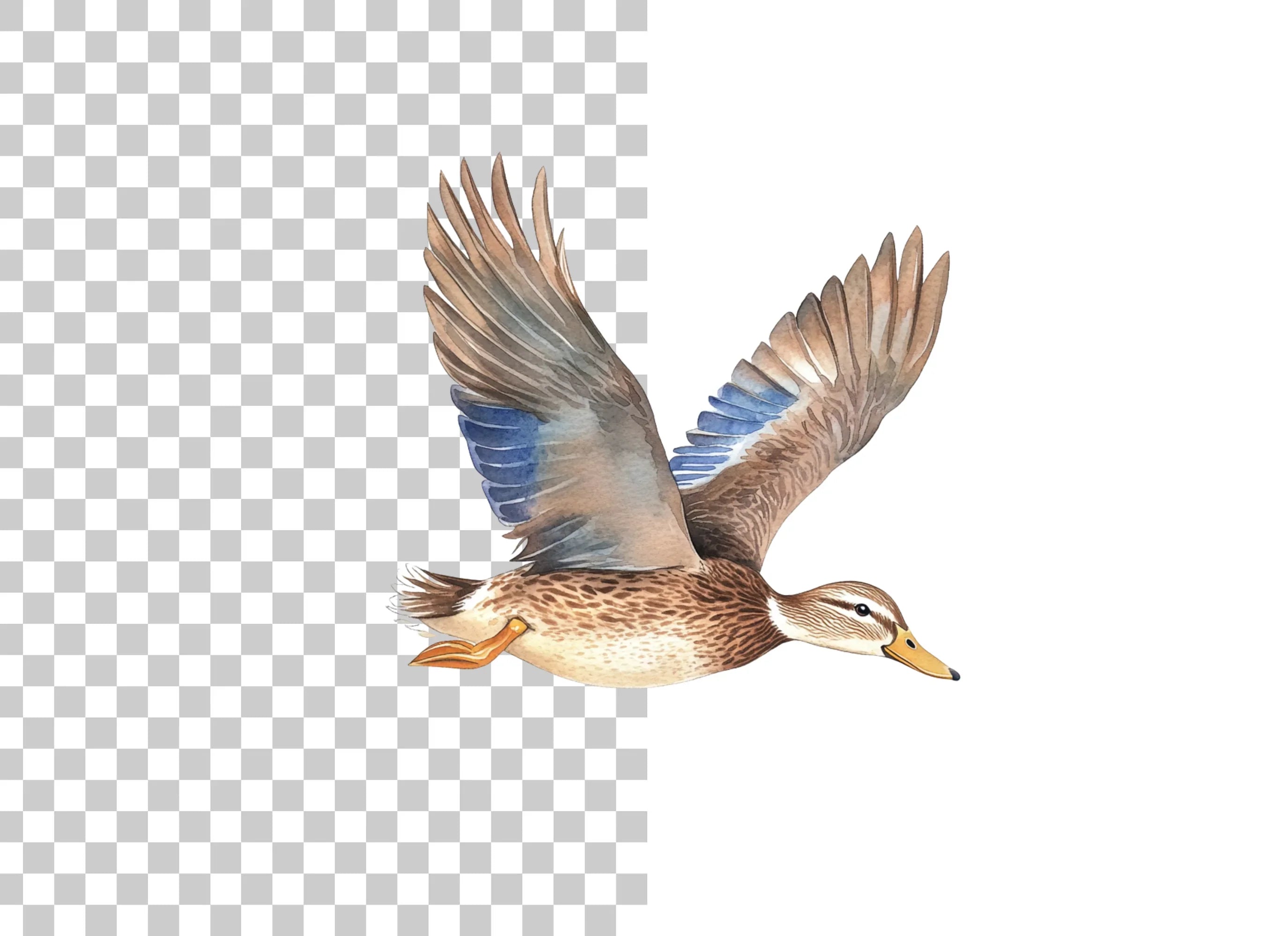 Mallard Ducks in Flight Clipart Bundle