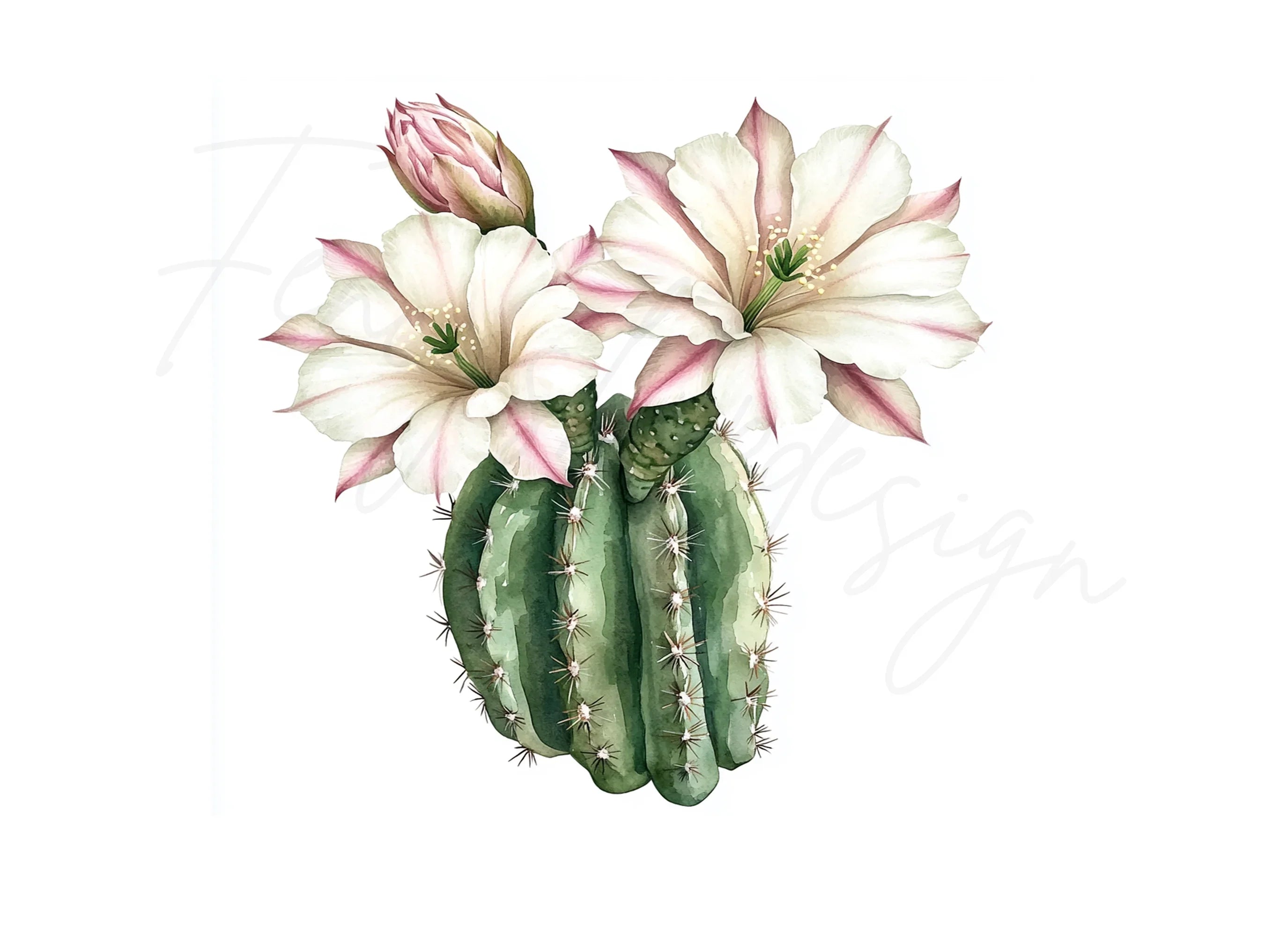 Barrel Cactus with White Flowers Clipart Bundle