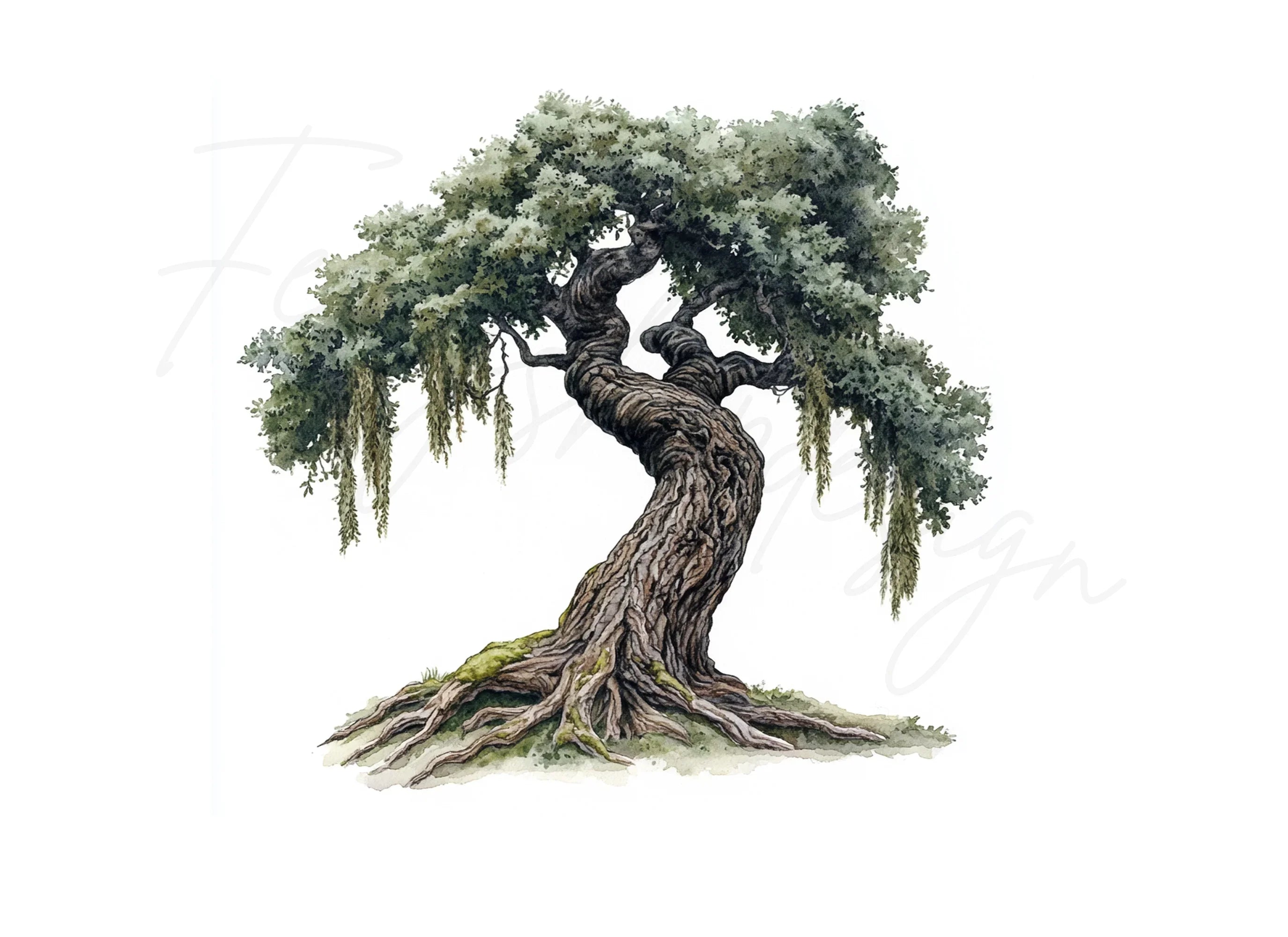 Twisted Oak Tree Illustration Clipart Bundle