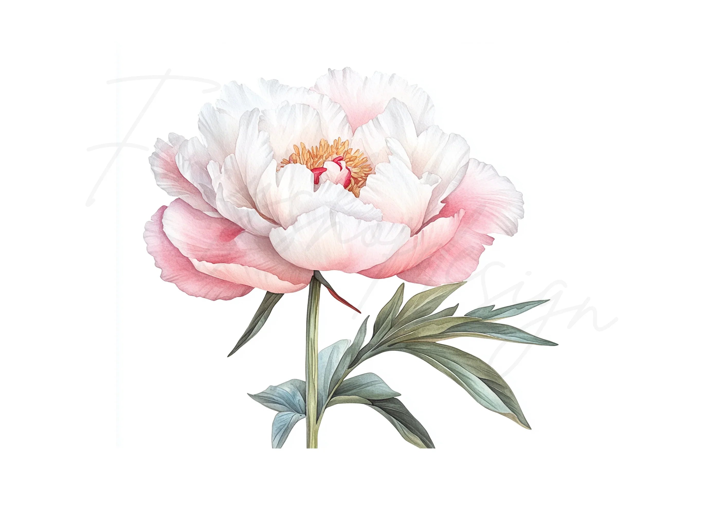 Elegant Pink Peony Clipart Bundle