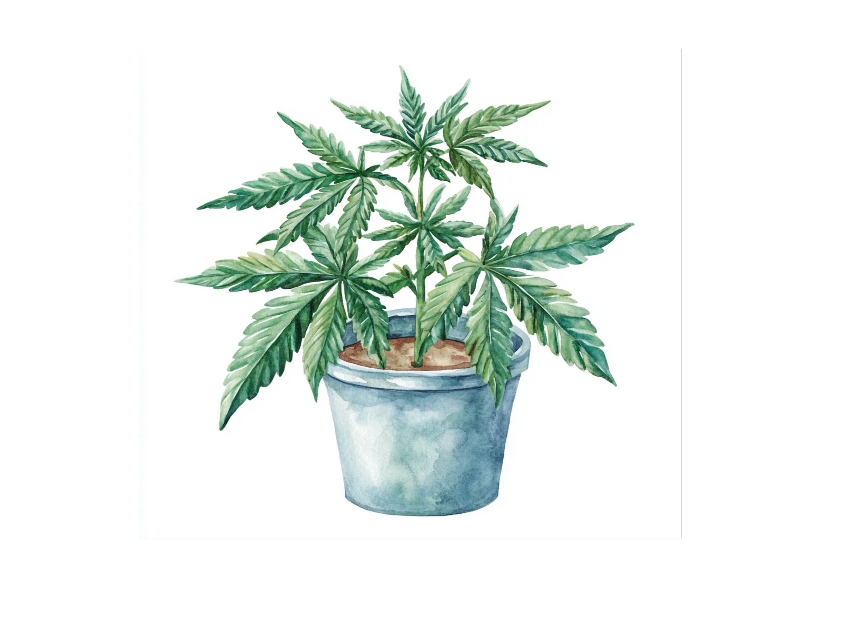 Cannabis Plant Clipart Bundle