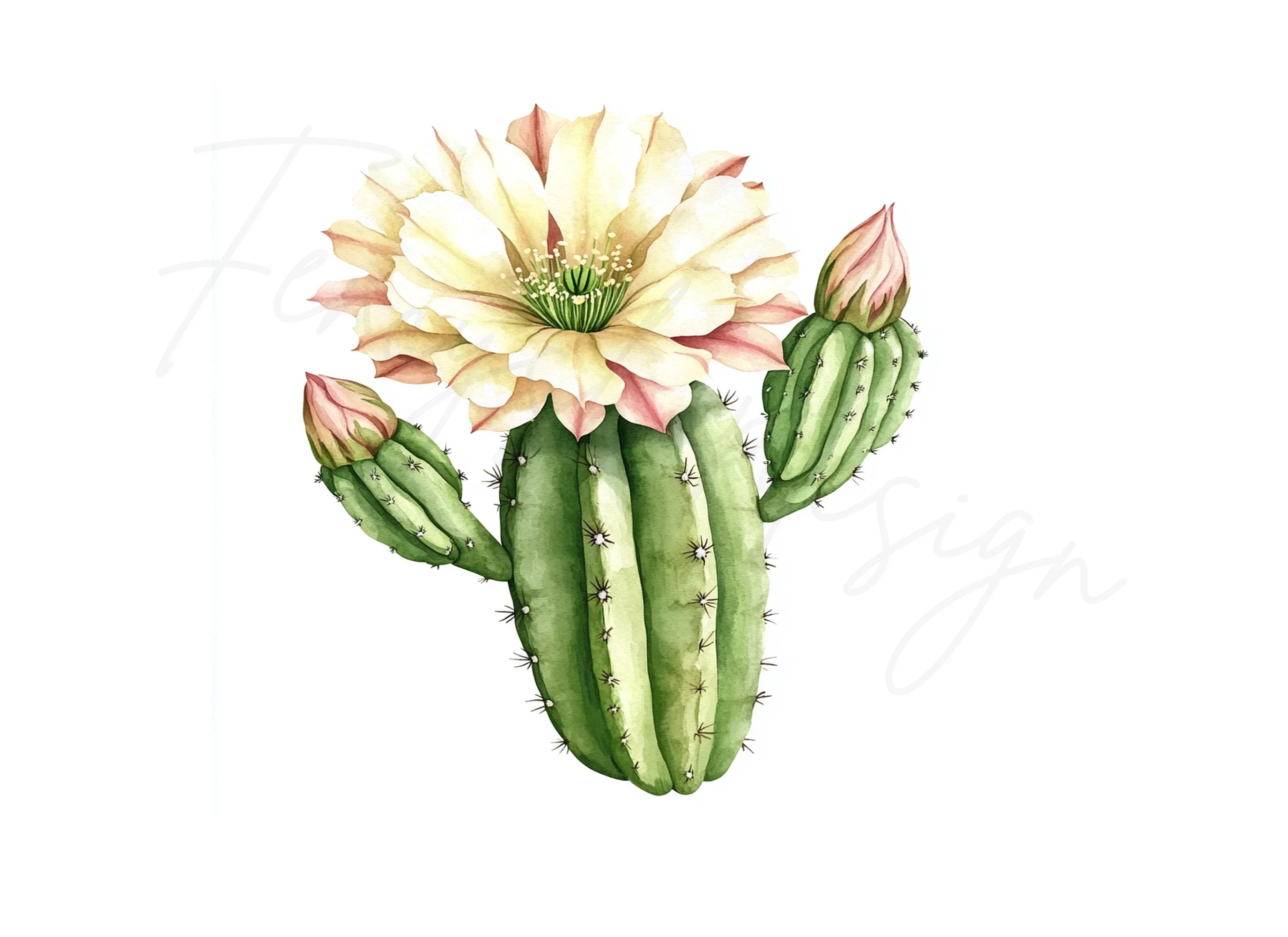 Blooming Cactus Illustrations Clipart Bundle
