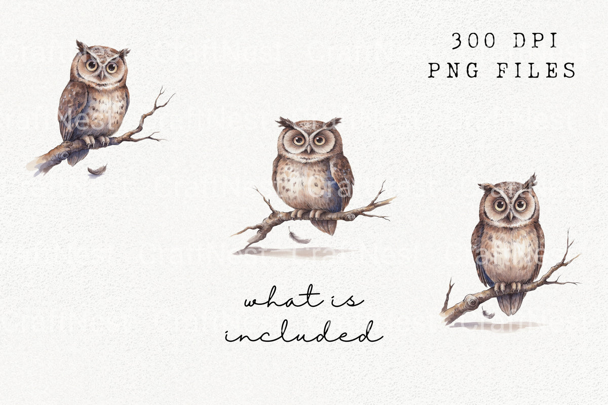 Owl On Branch With Feather Clipart Bundle