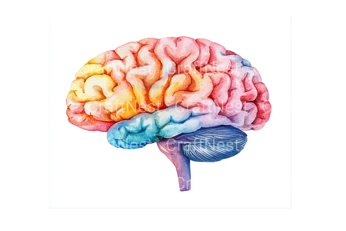 Human Brain Anatomy Illustrations Clipart Bundle
