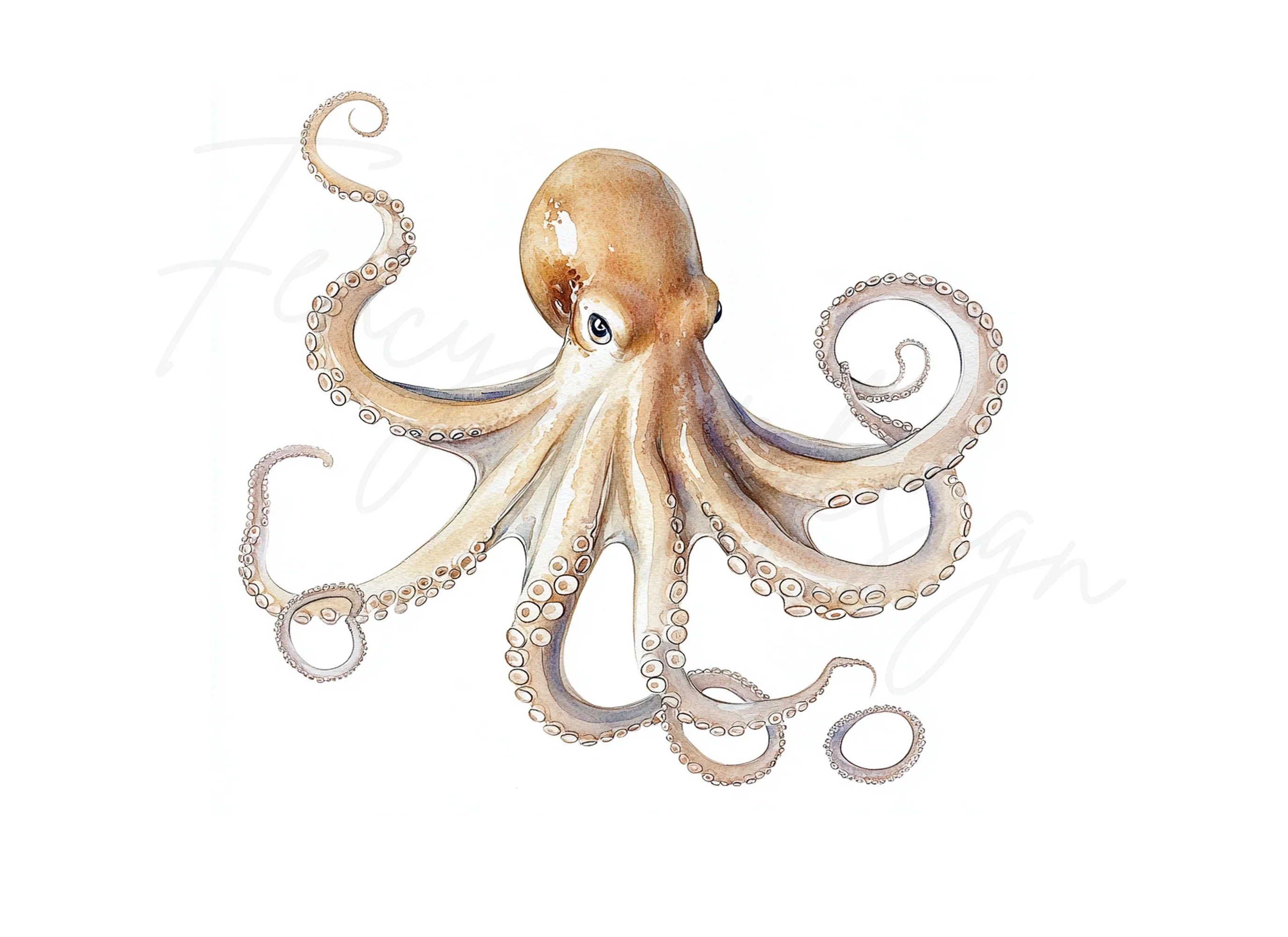 Octopus Illustrations Clipart Bundle