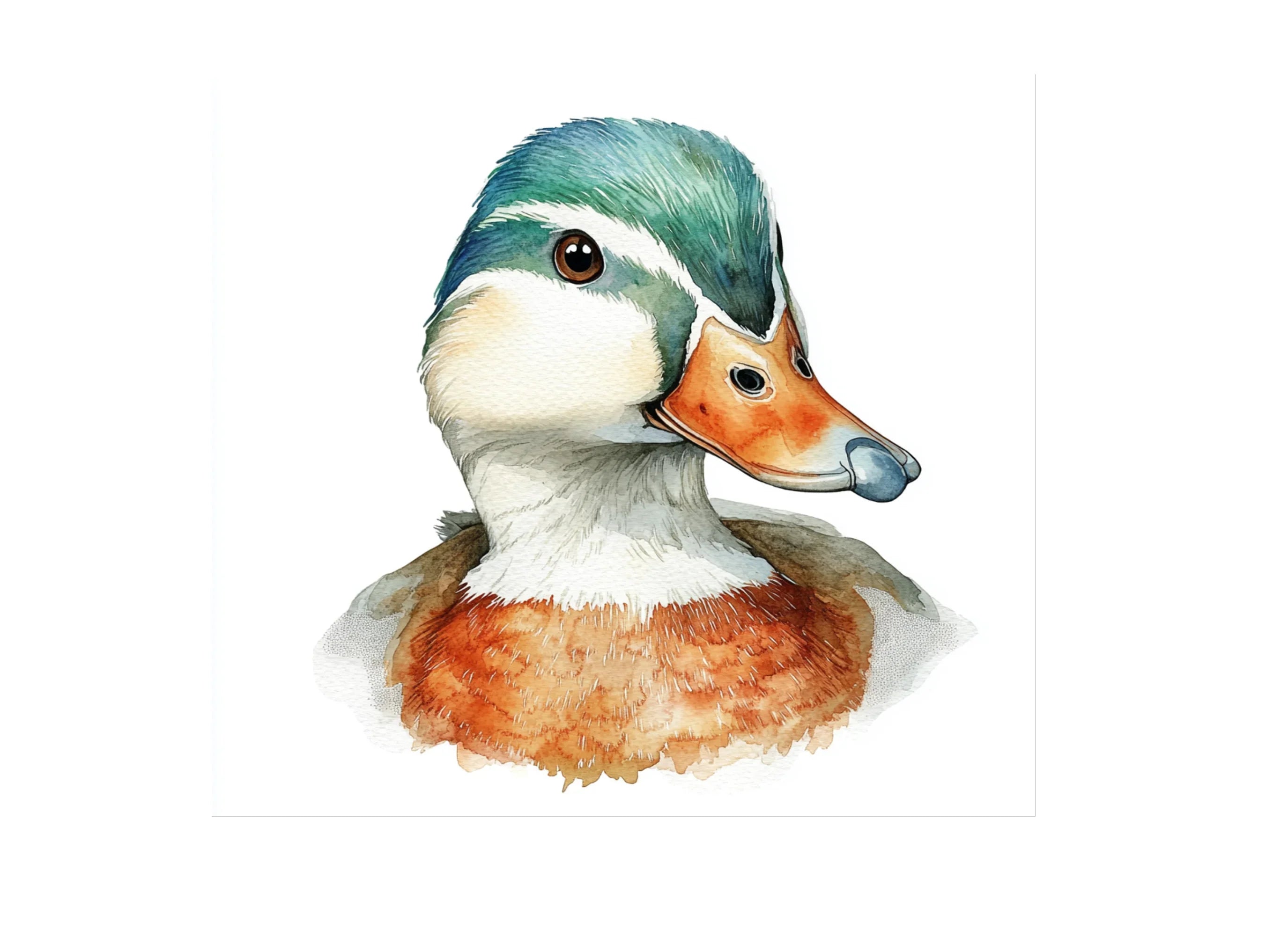 Wood Duck Heads Clipart Bundle