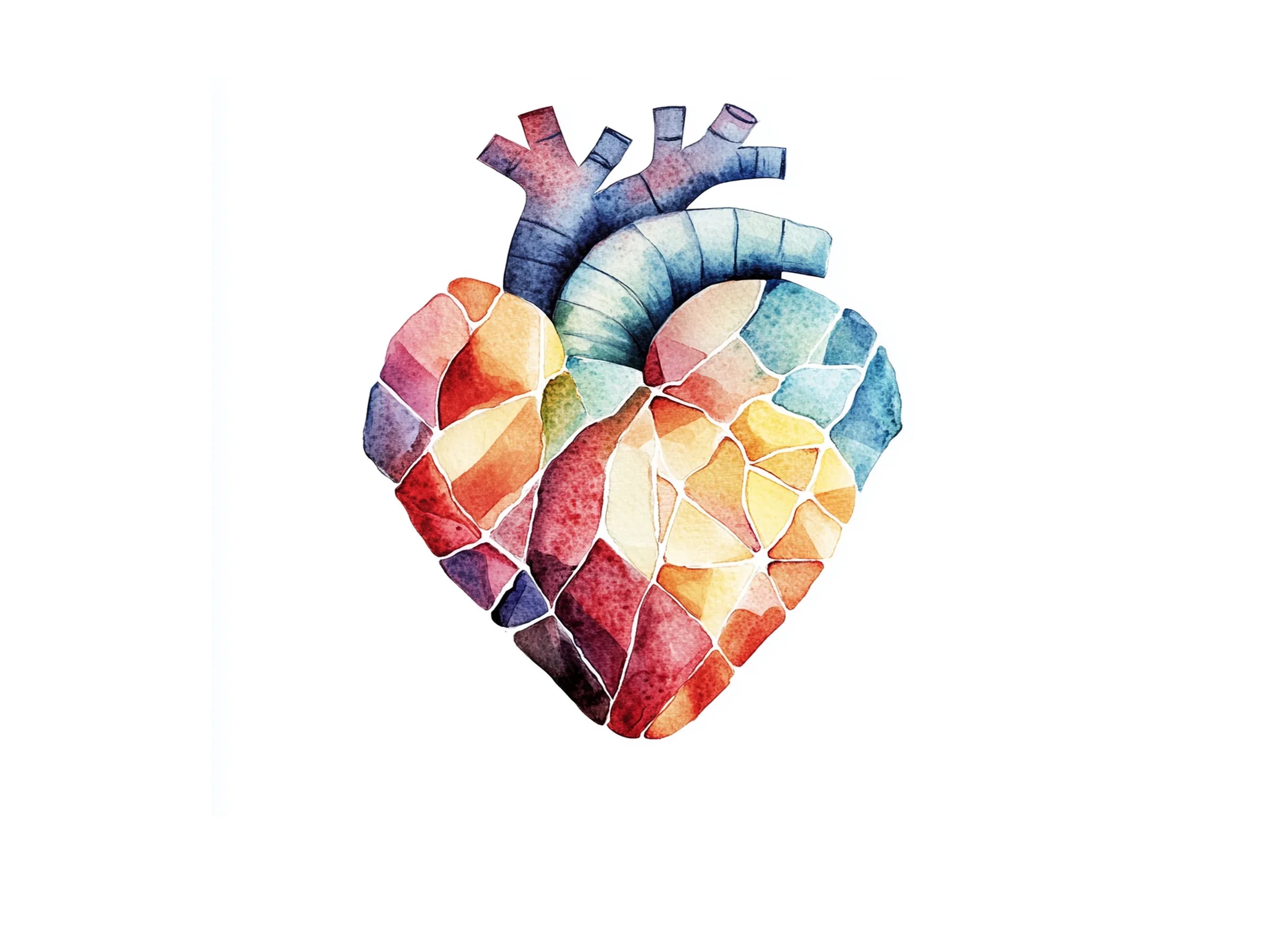 Human Heart Anatomy Clipart Bundle
