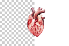 Anatomical Heart Drawing Clipart Bundle - CraftNest - Digital Crafting and Art