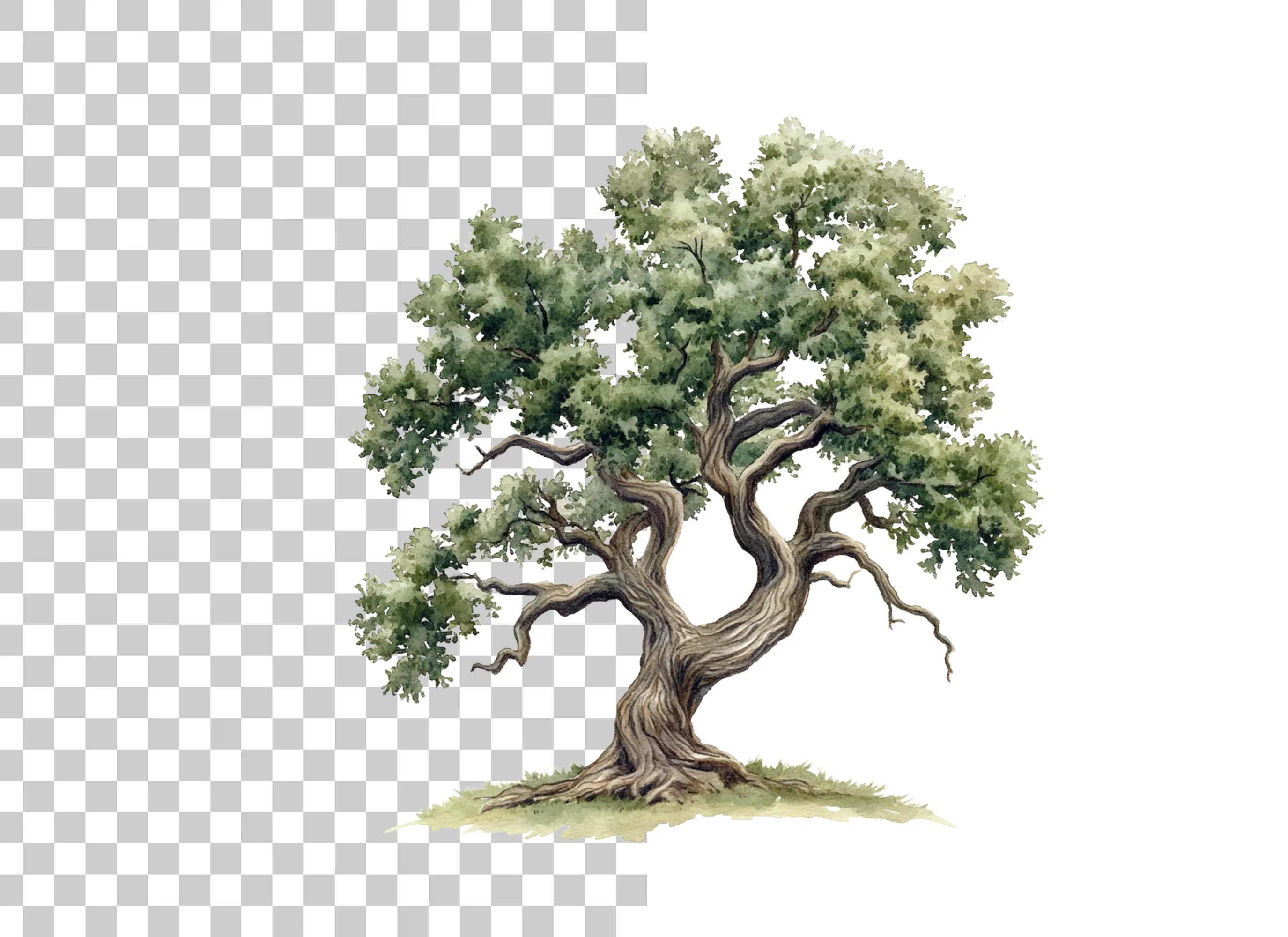 Ancient Oak Tree Clipart Bundle