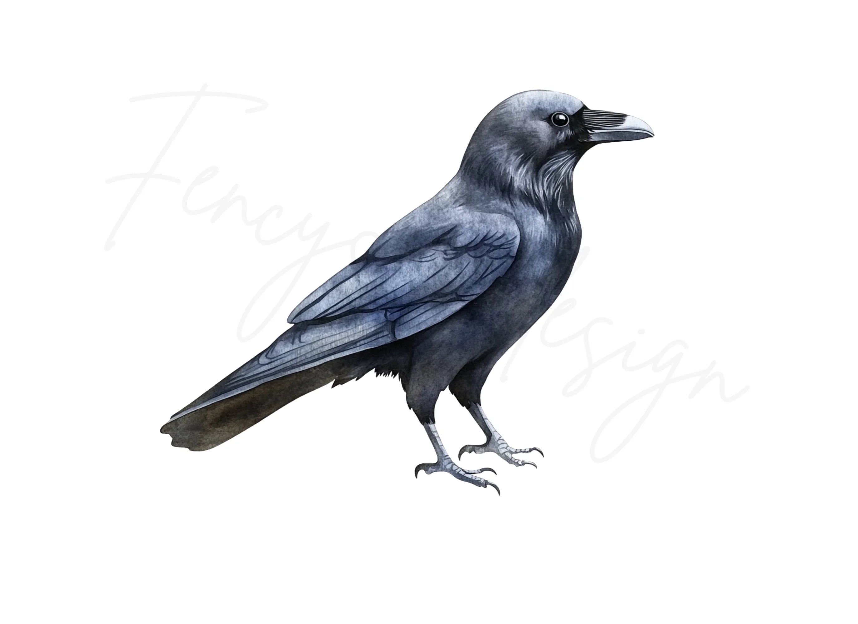 Black Crow Bird Clipart Bundle