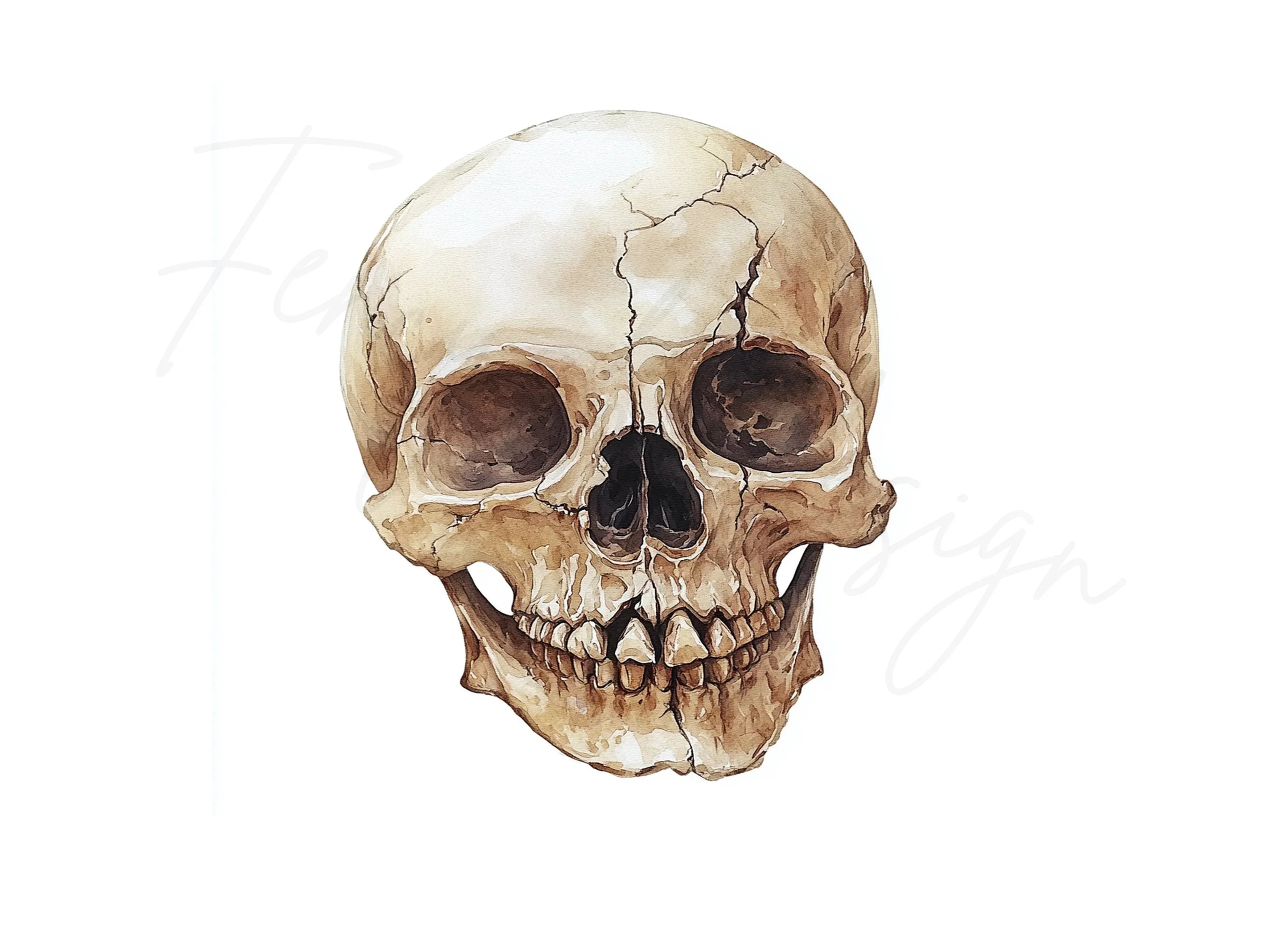 Human Skull Clipart Bundle