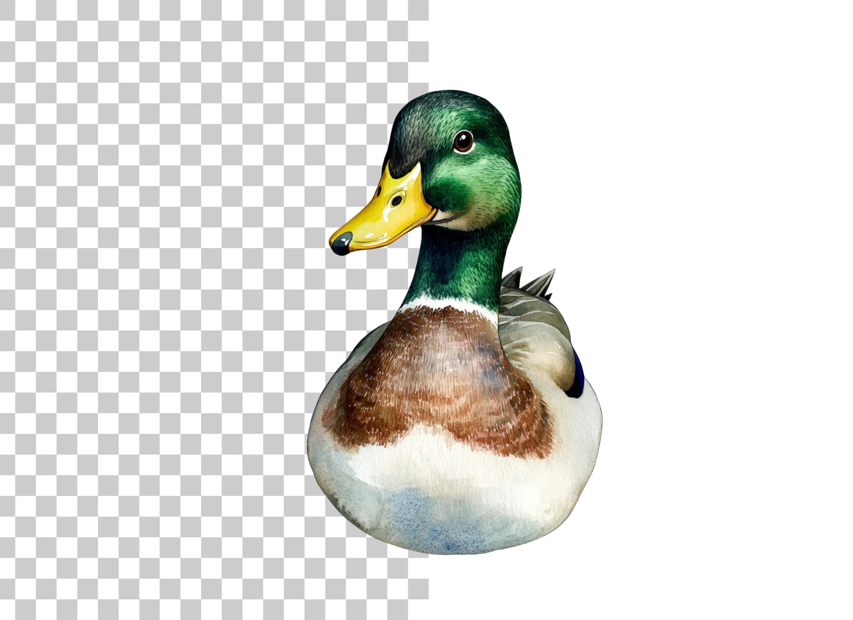 Front View Mallard Duck Clipart Bundle