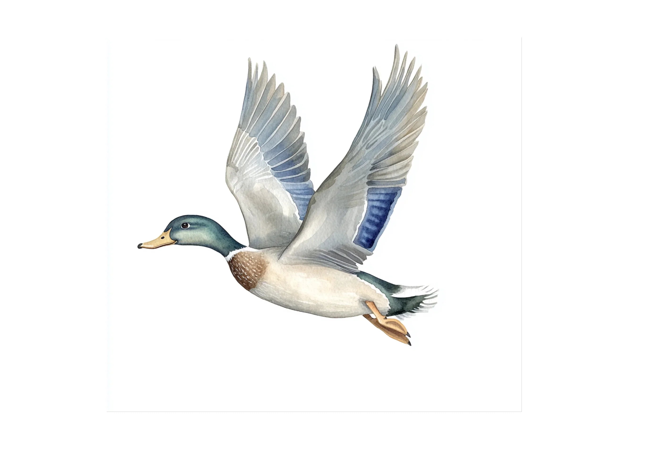 Flying Mallard Duck Clipart Bundle