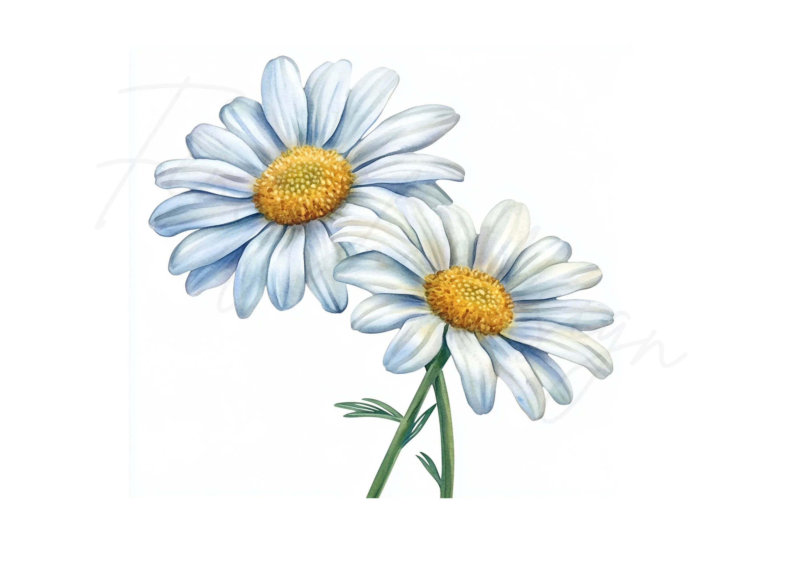 Elegant Daisy Flowers Clipart Bundle