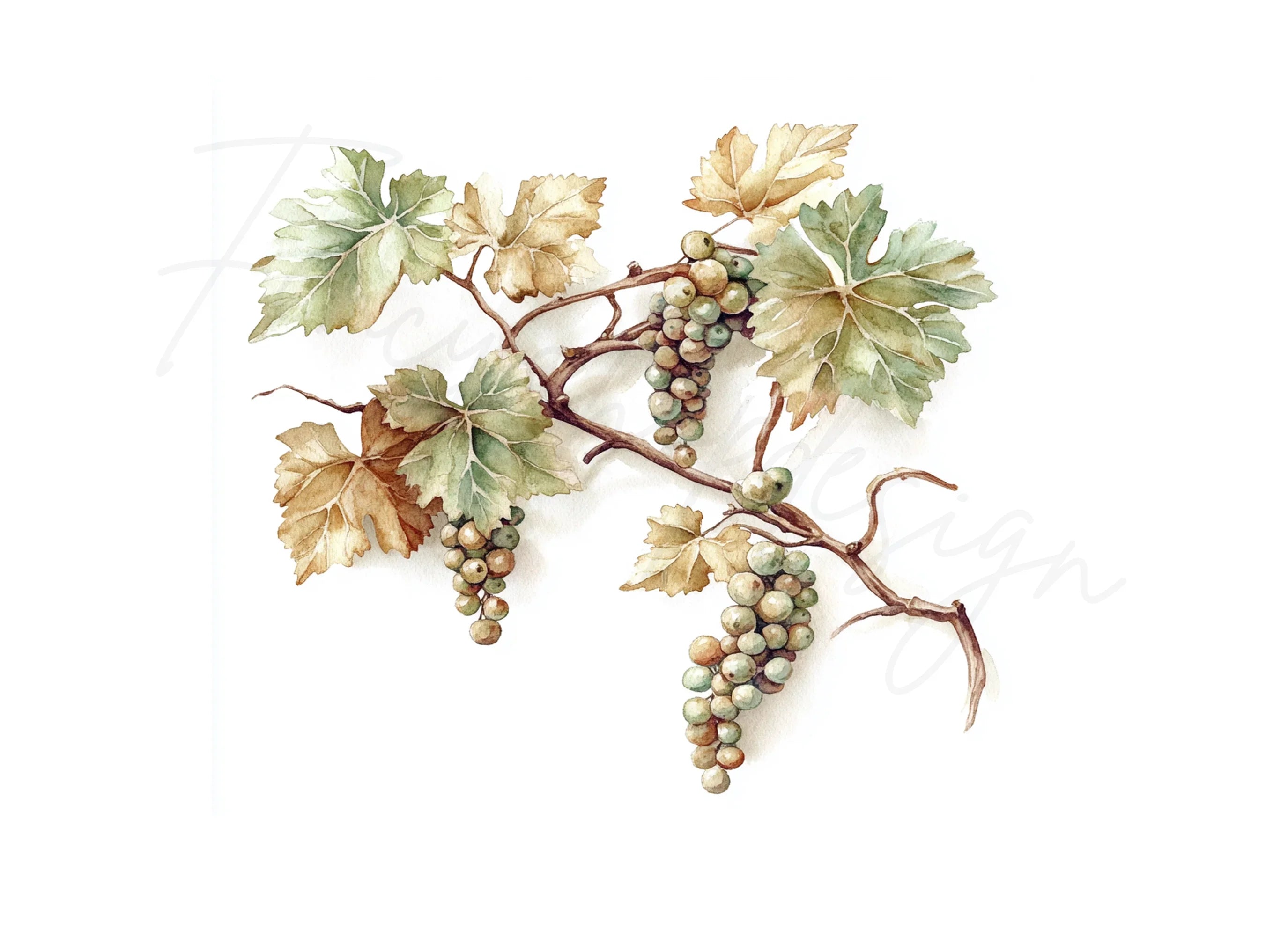 Grapevine Clipart Bundle