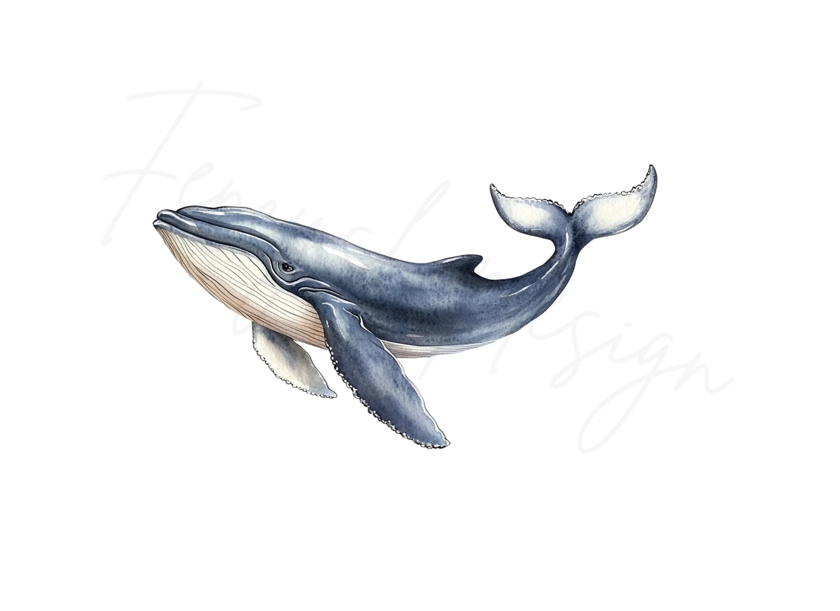 Humpback Whale Clipart Bundle