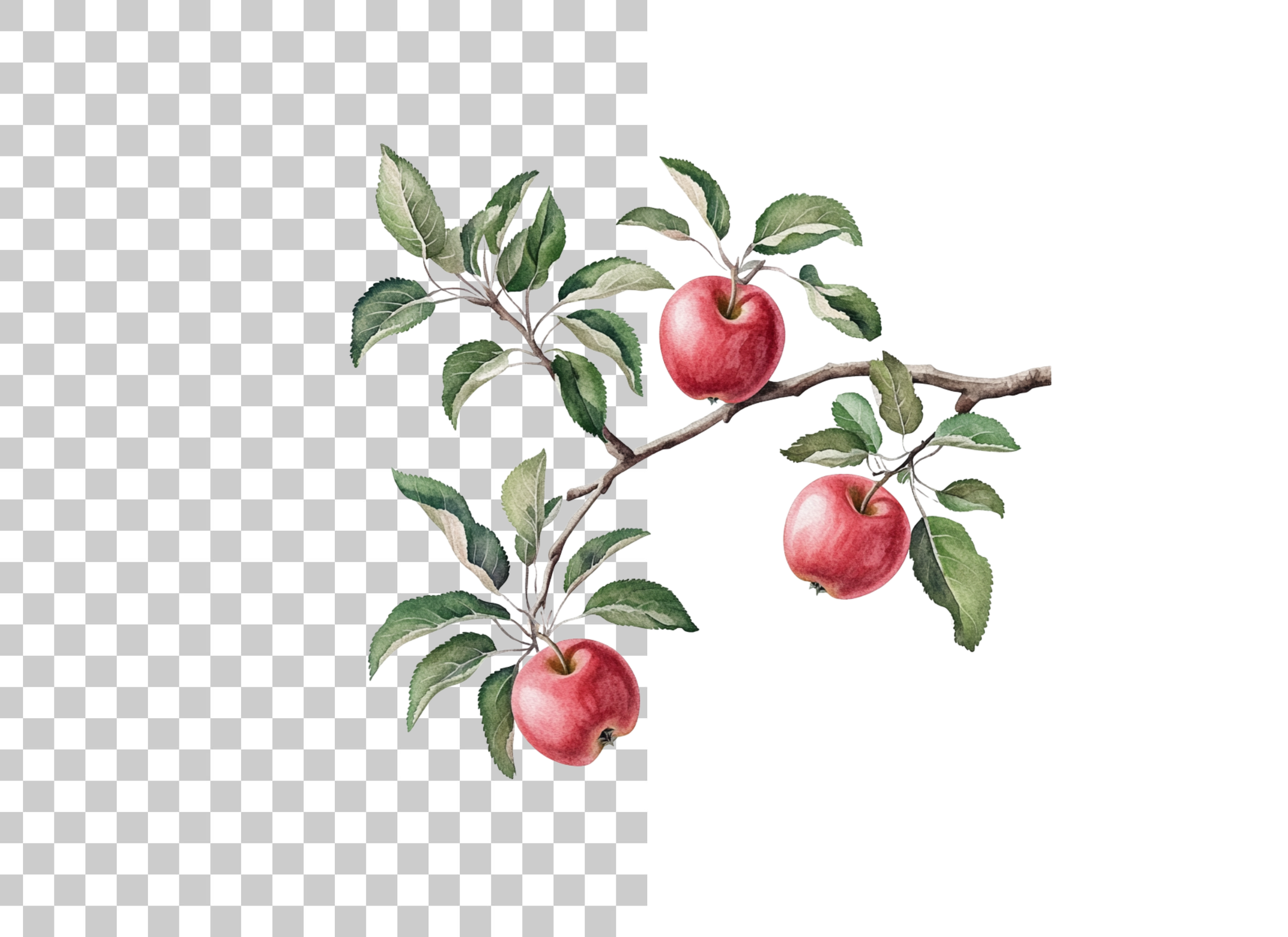 Apple Branch Clipart Bundle