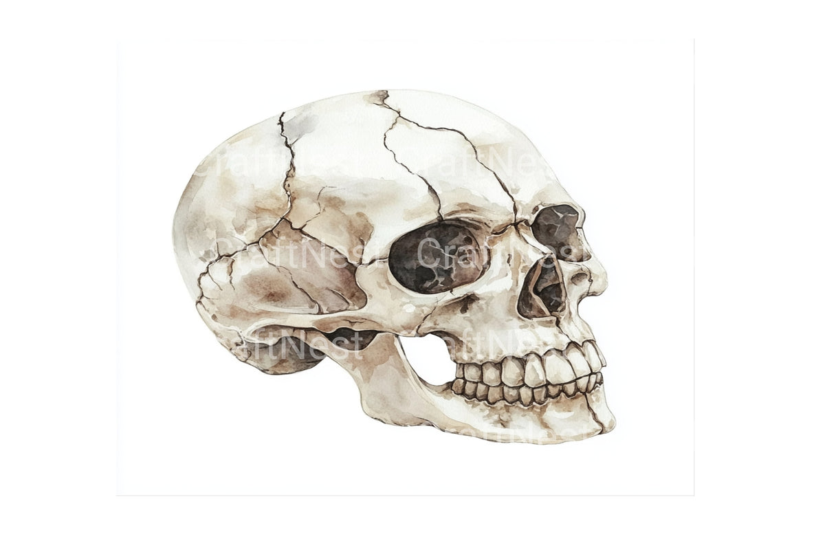 Human Skull Essentials Clipart Bundle