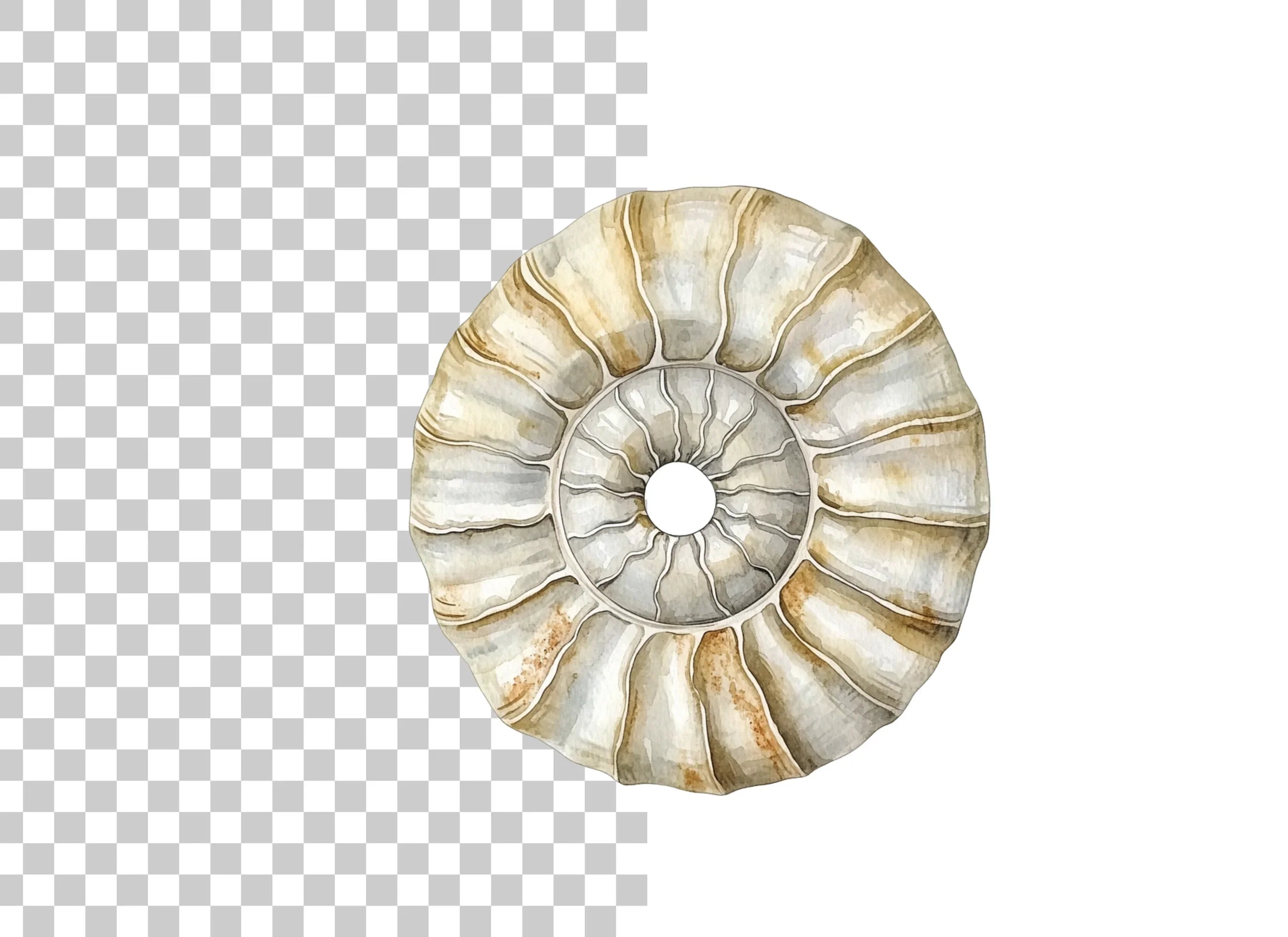Vintage Ammonite Shell Clipart Bundle