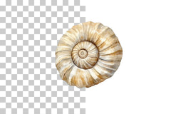 Shell Fossil Illustration Clipart Bundle - CraftNest - Digital Crafting and Art