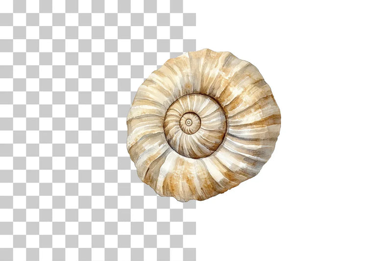 Shell Fossil Illustration Clipart Bundle - CraftNest - Digital Crafting and Art