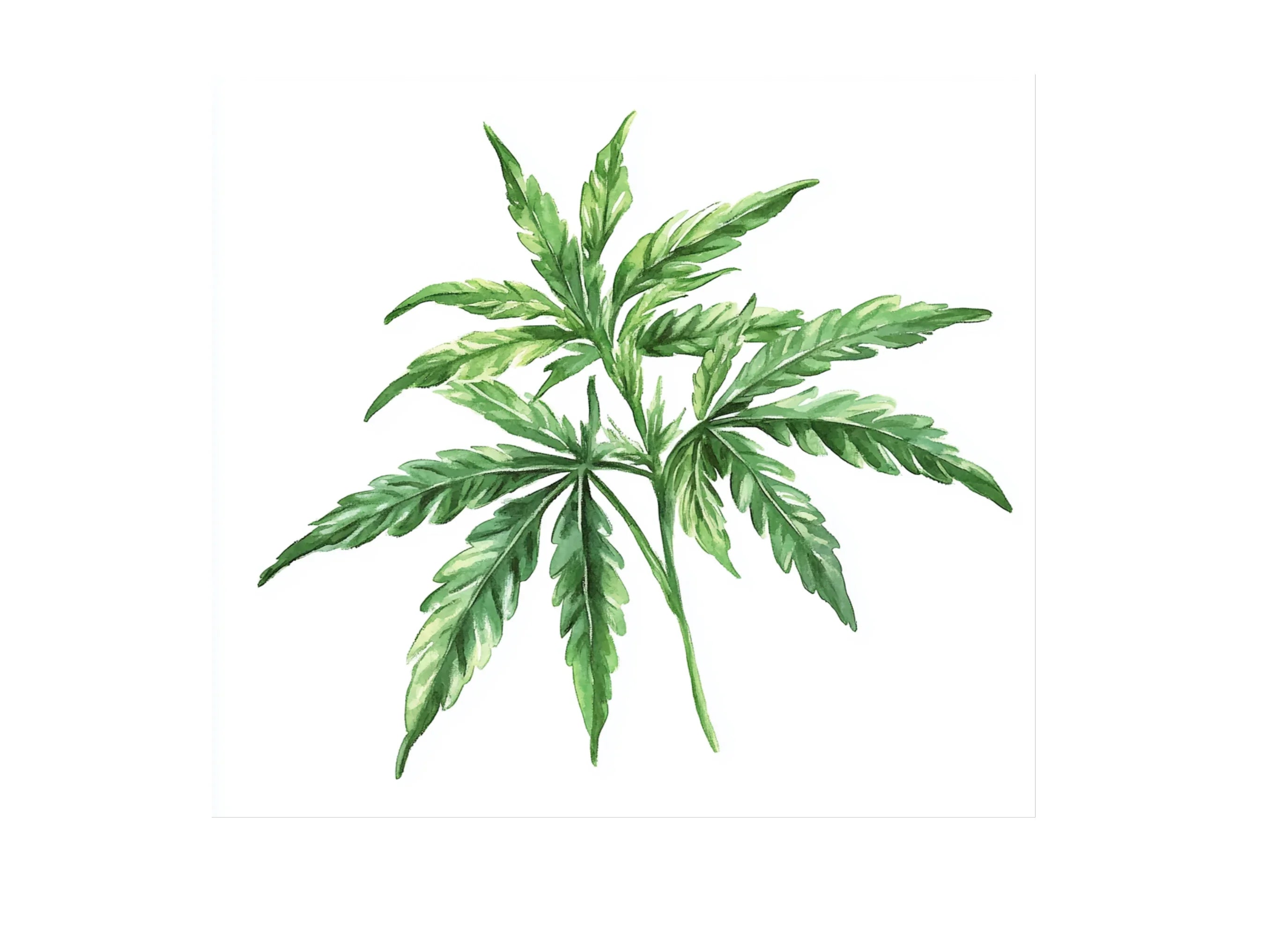 Cannabis Leaves Clipart Bundle