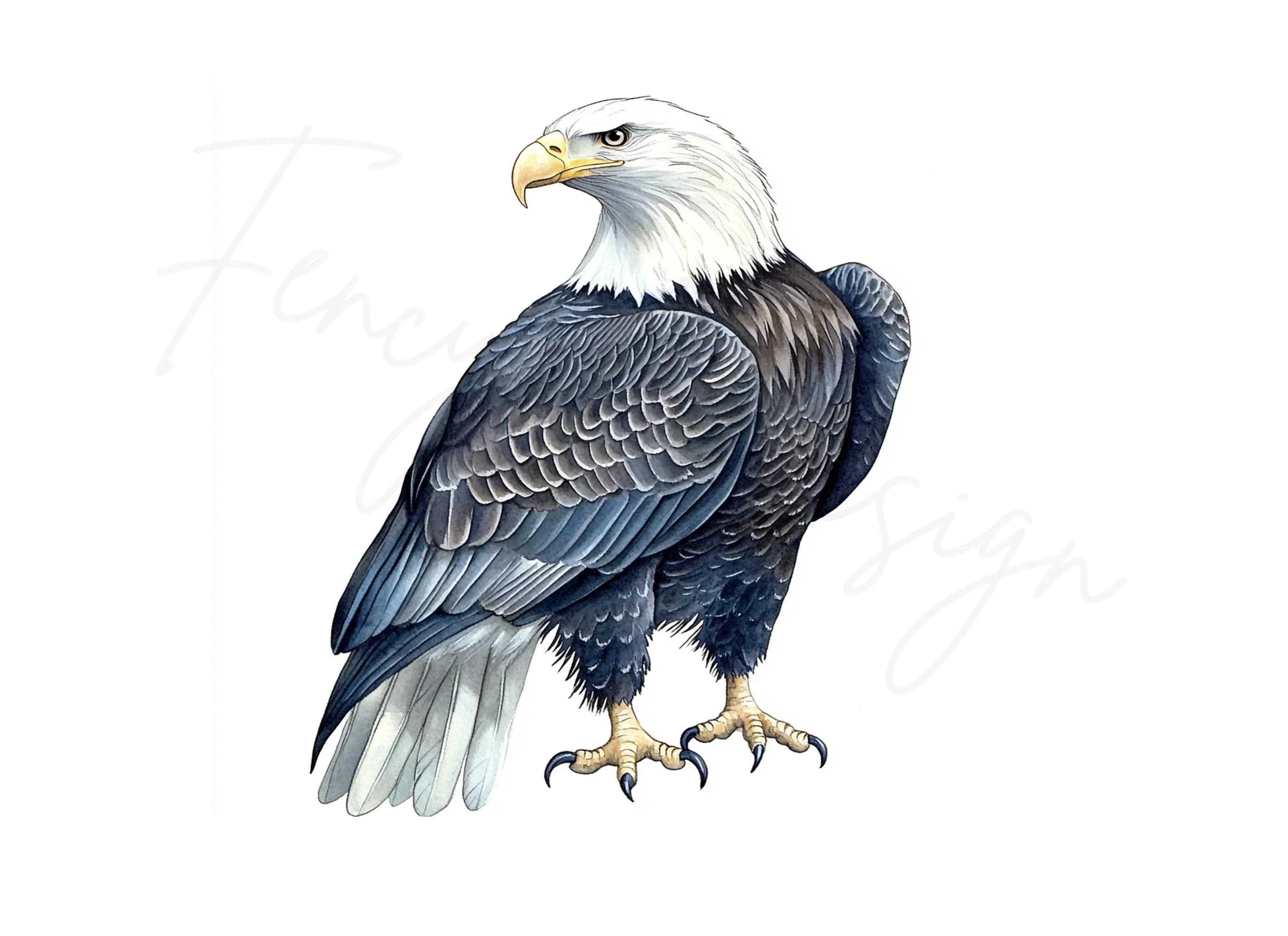 Majestic Bald Eagle Clipart Bundle