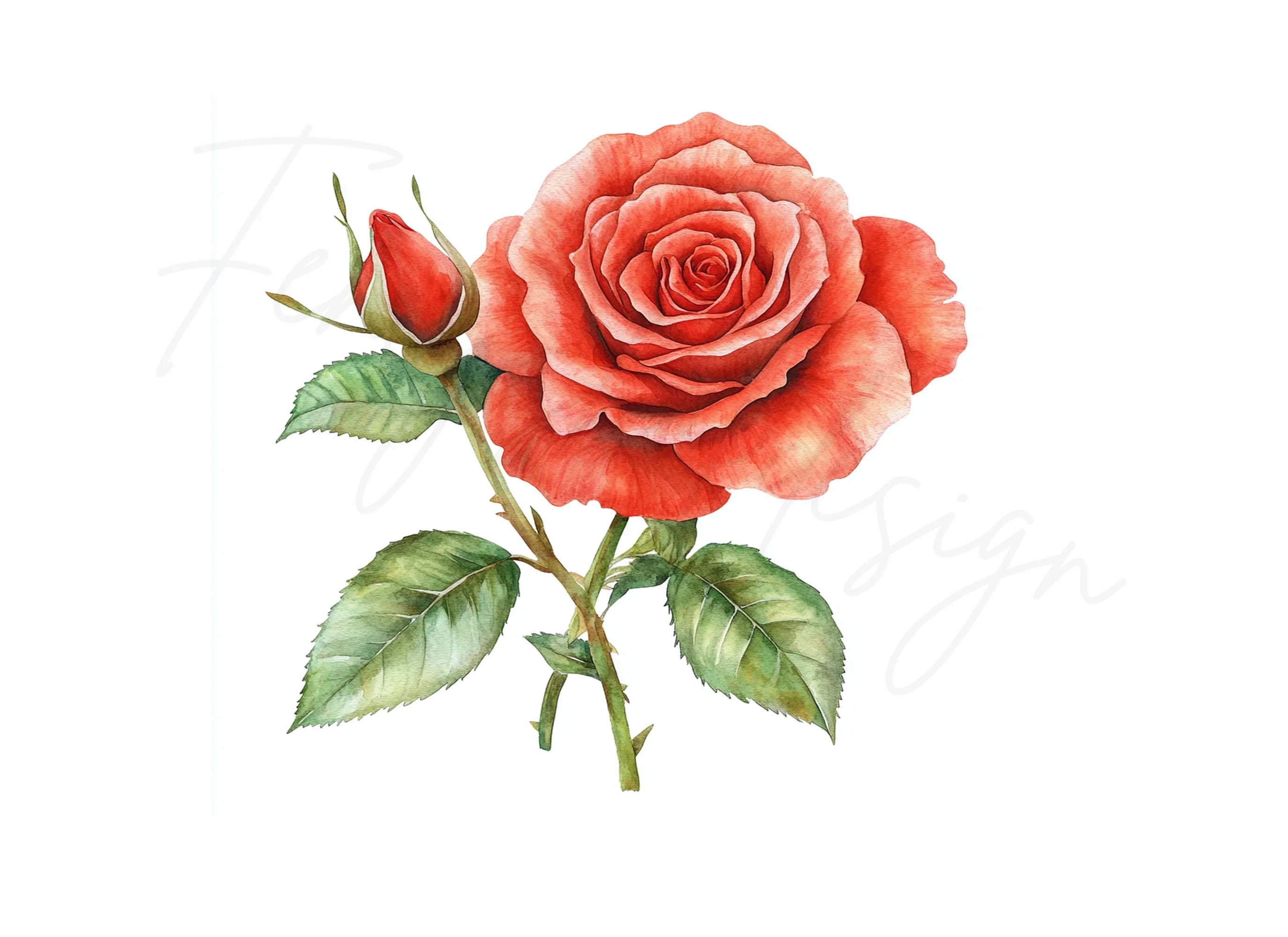 Beautiful Red Rose with Bud Clipart Bundle