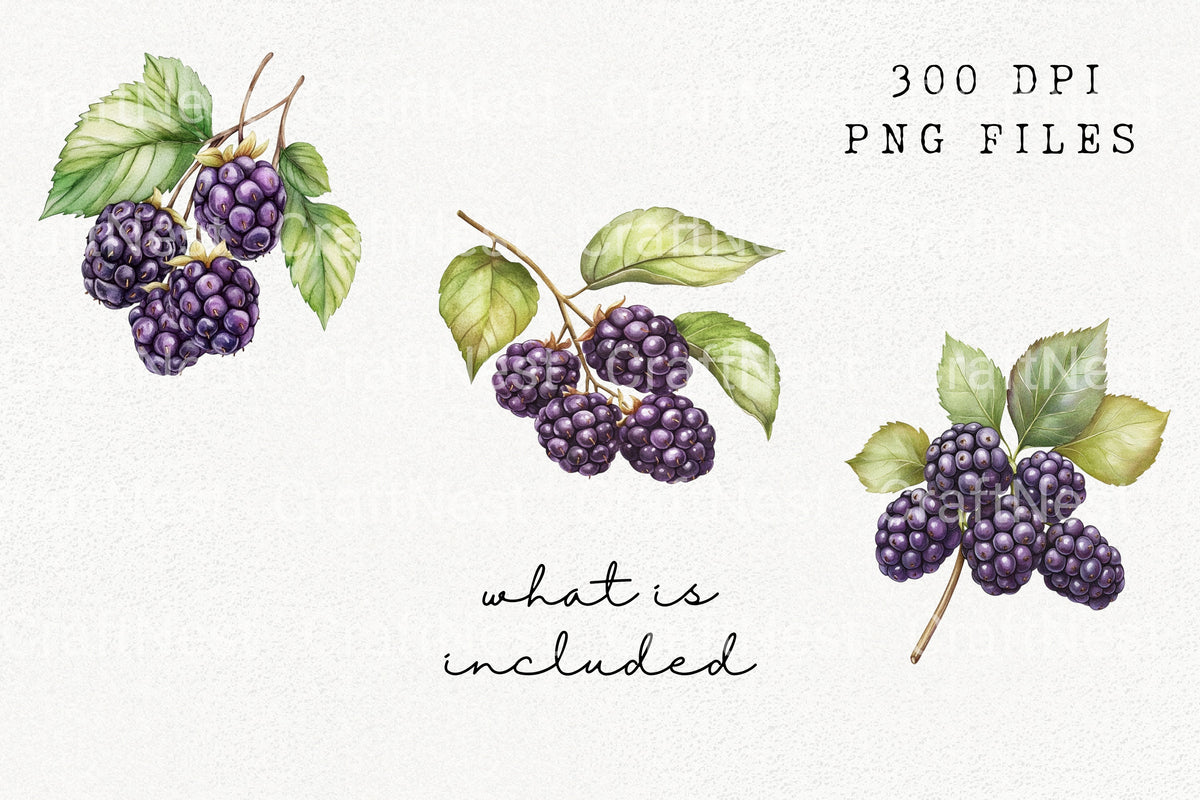 Blackberry Clipart Bundle
