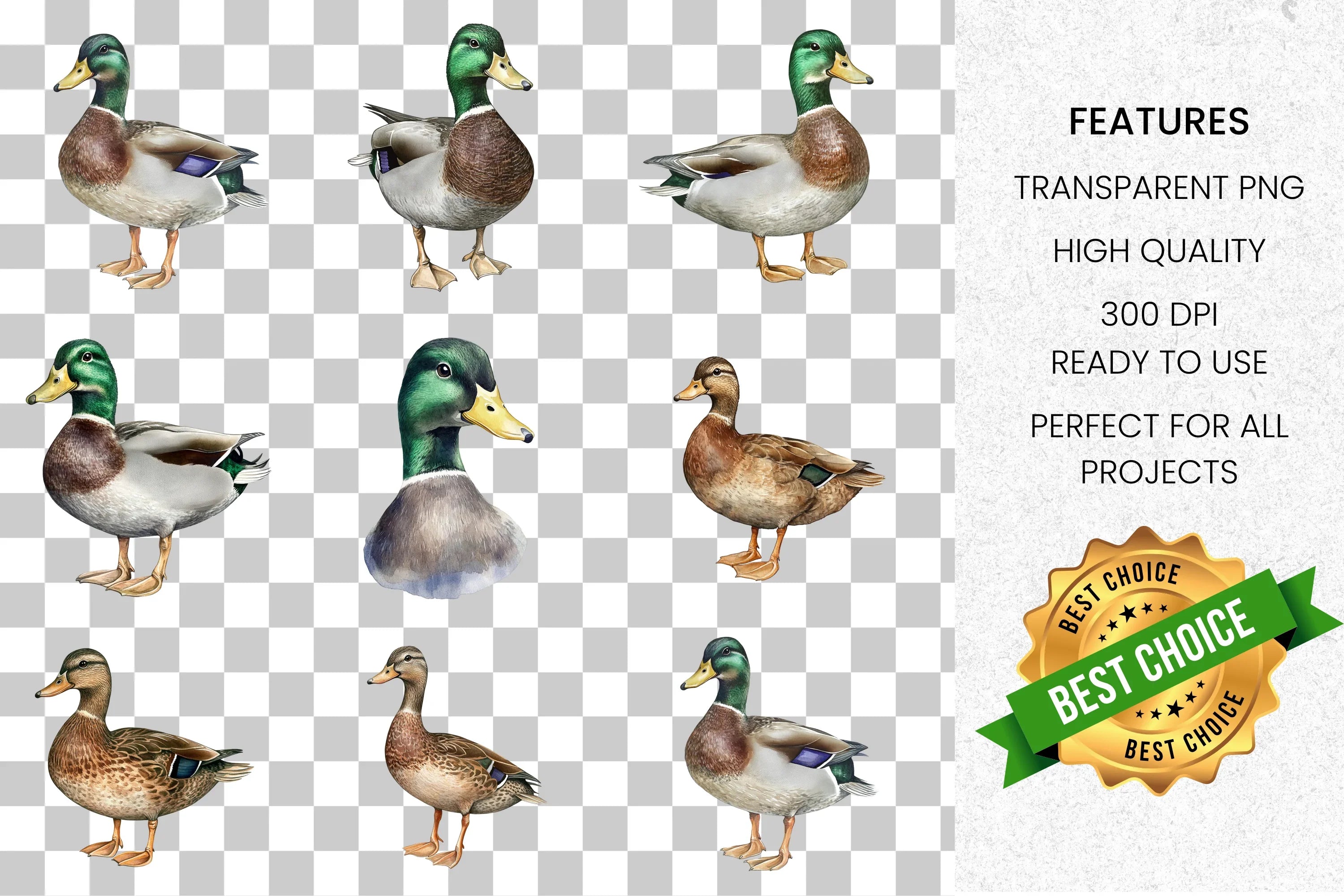 Realistic Duck Clipart Bundle