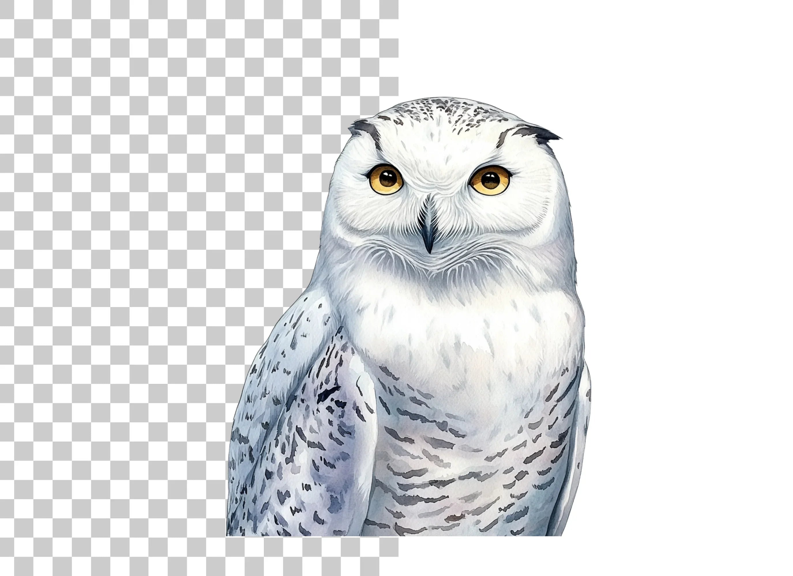 Majestic Snowy Owl Illustration Clipart Bundle