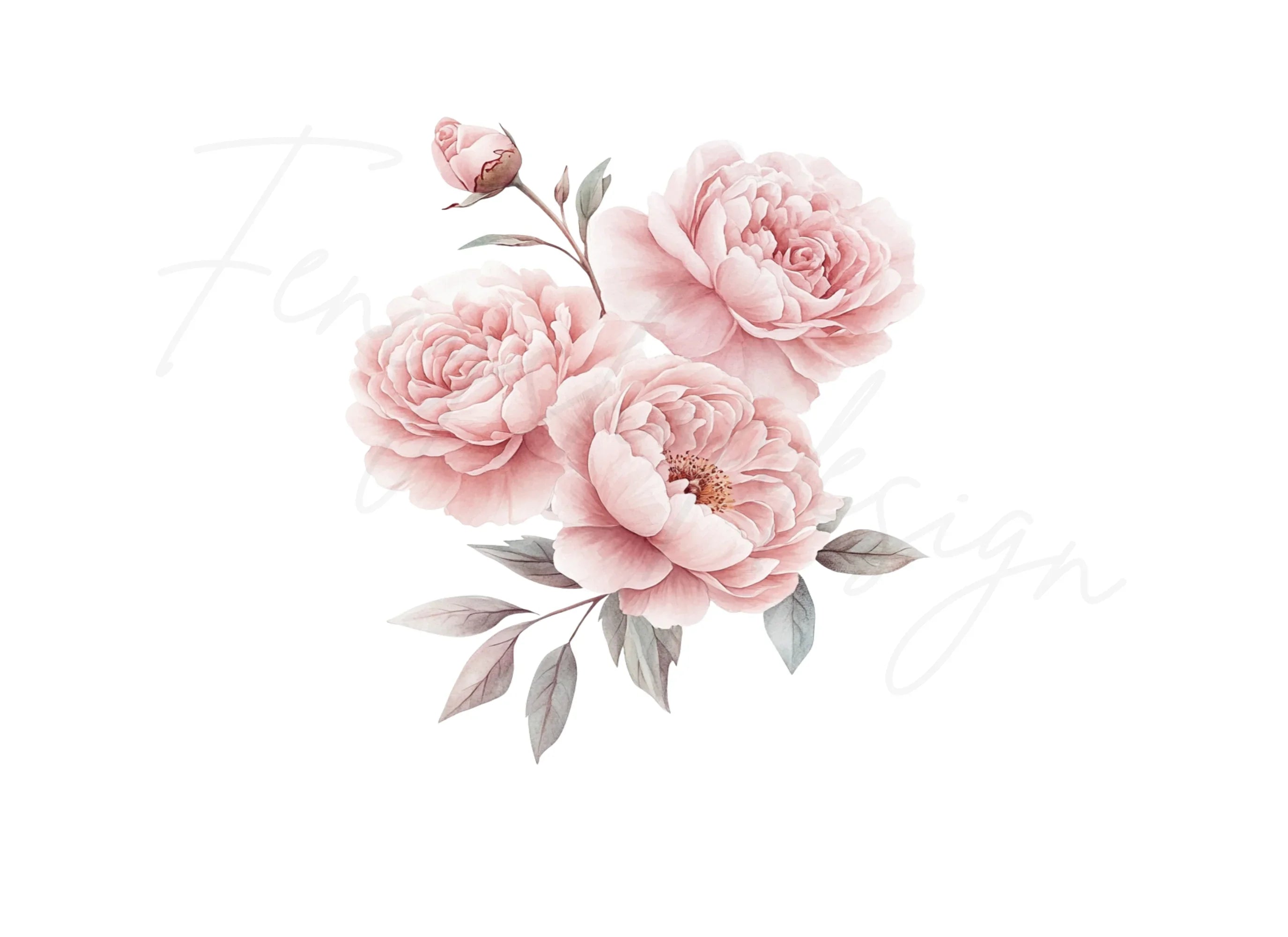 Pink Peony Rose Clipart Bundle