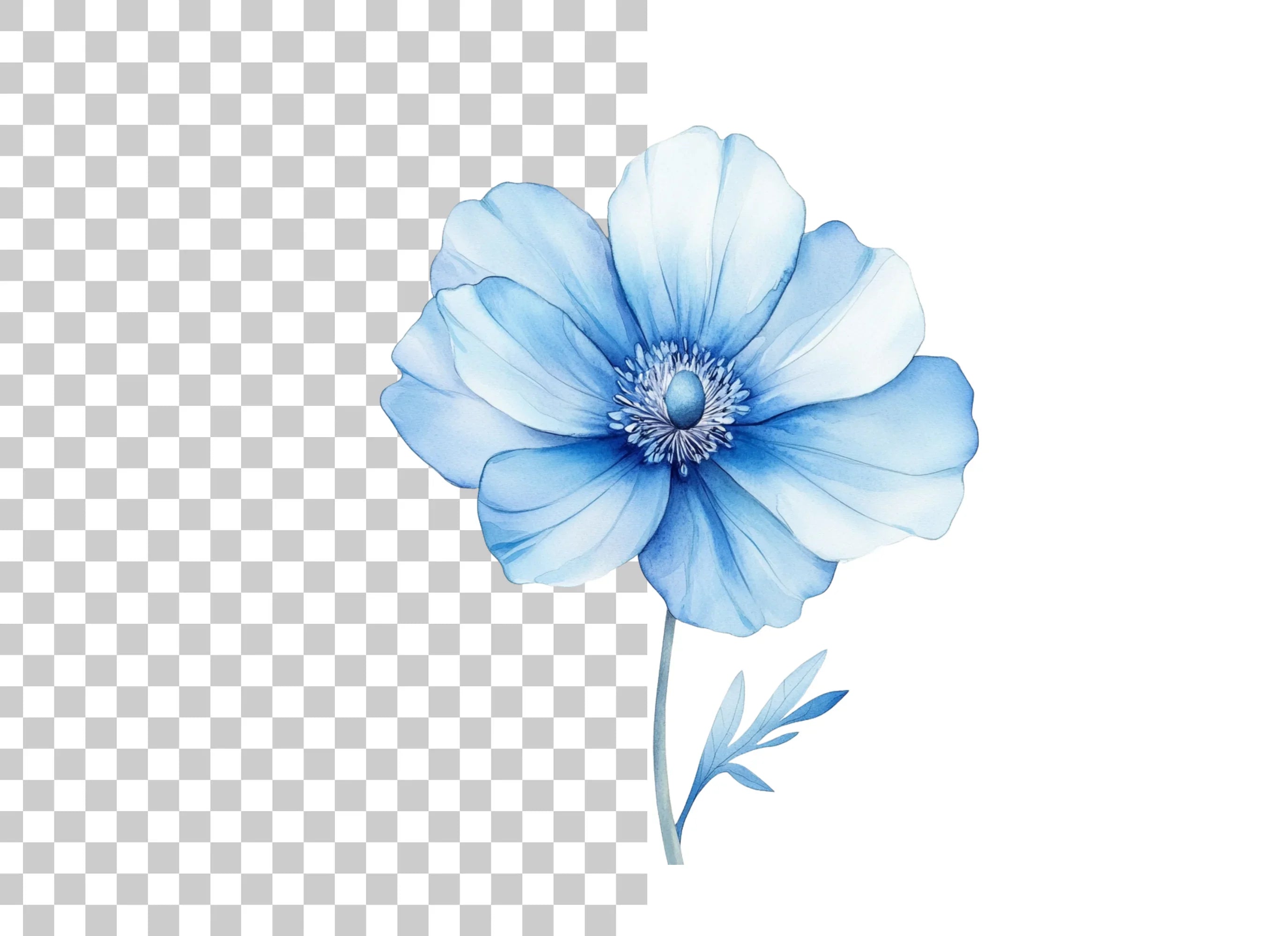 Blue Anemone Flower Clipart Bundle