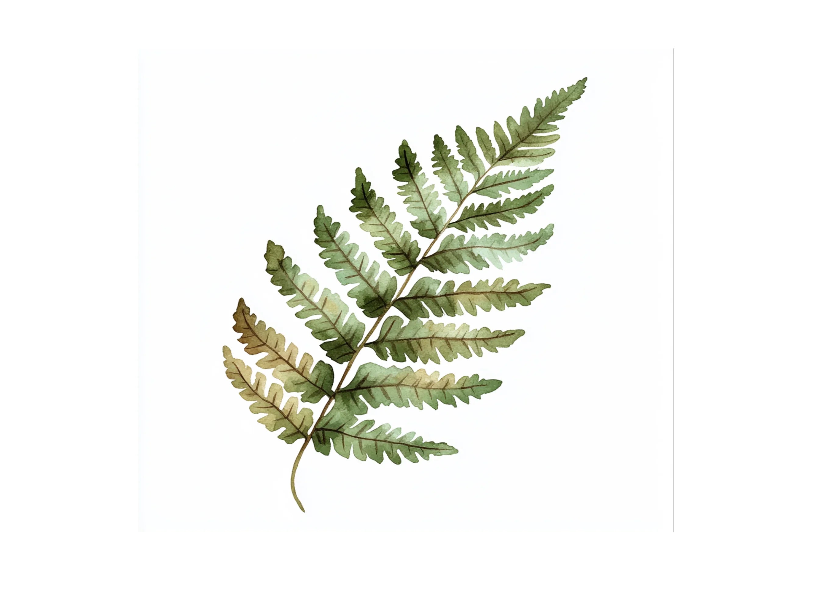 Fern Leaves Clipart Bundle