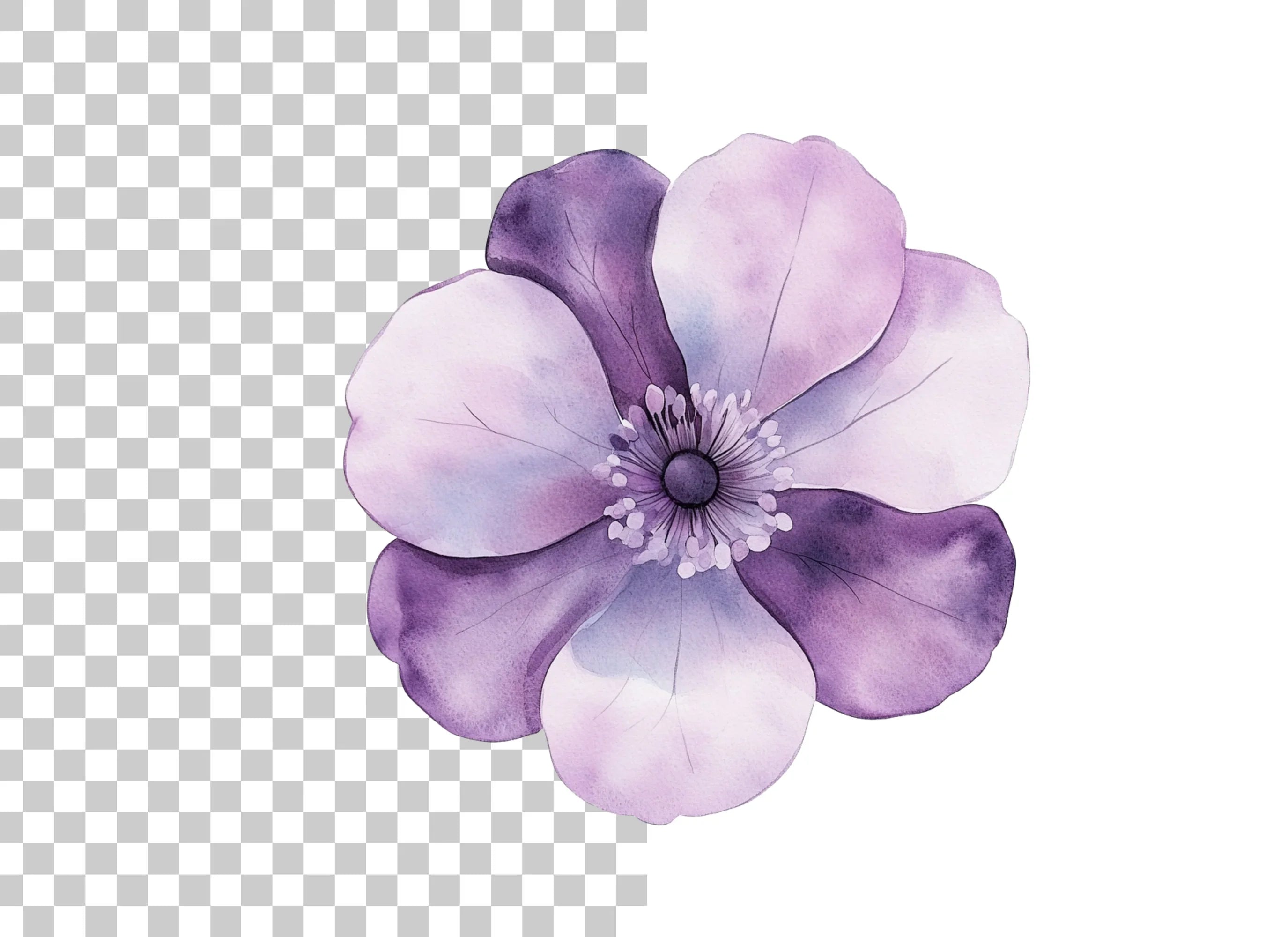 Elegant Purple Anemone Flower Clipart Bundle