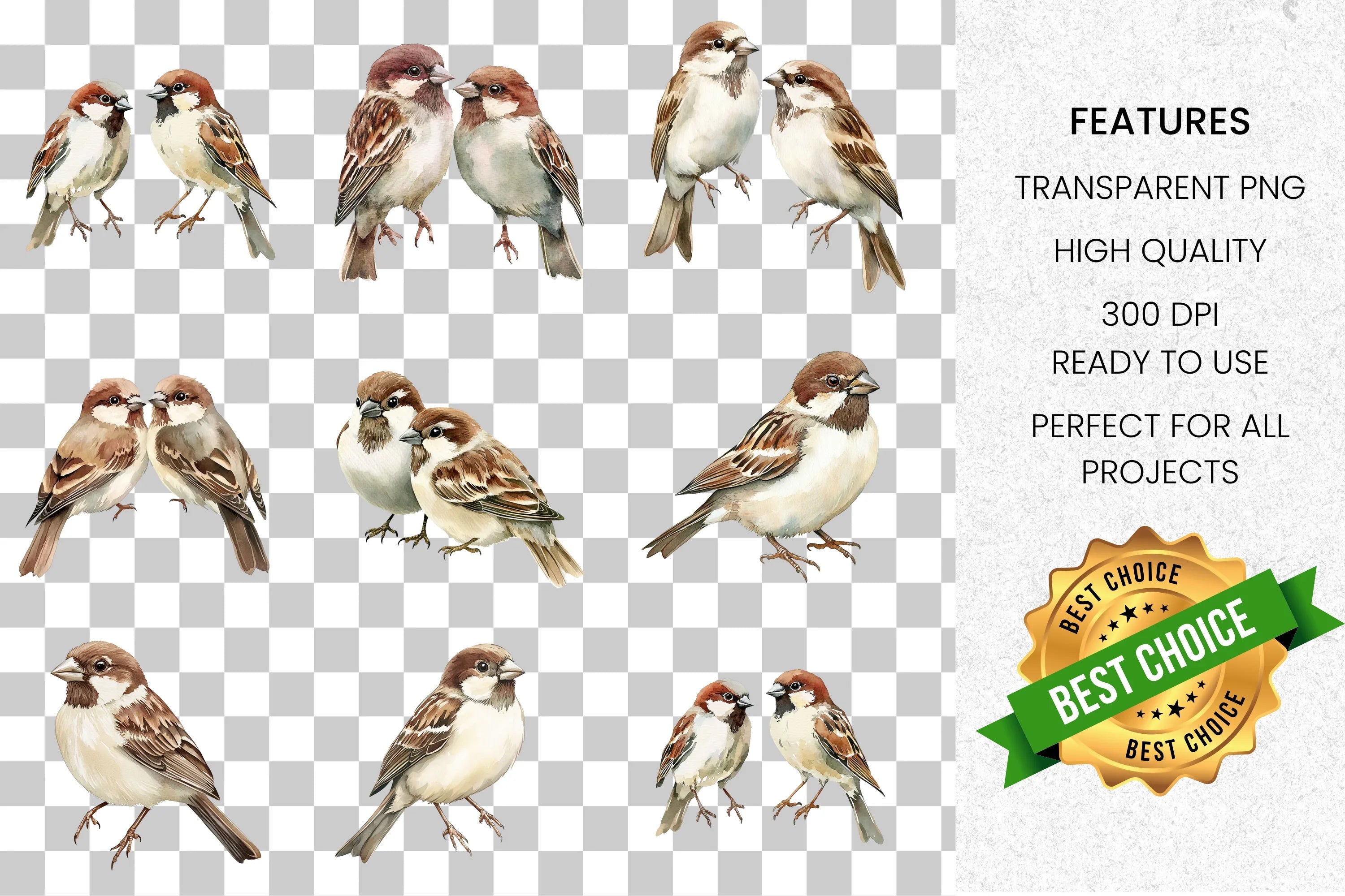 Charming Sparrow Illustrations Clipart Bundle