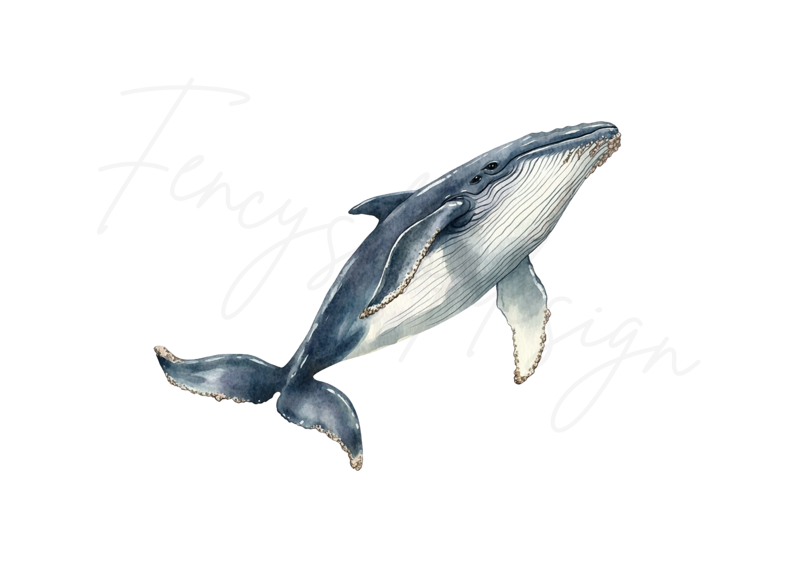 Humpback Whale Clipart Bundle
