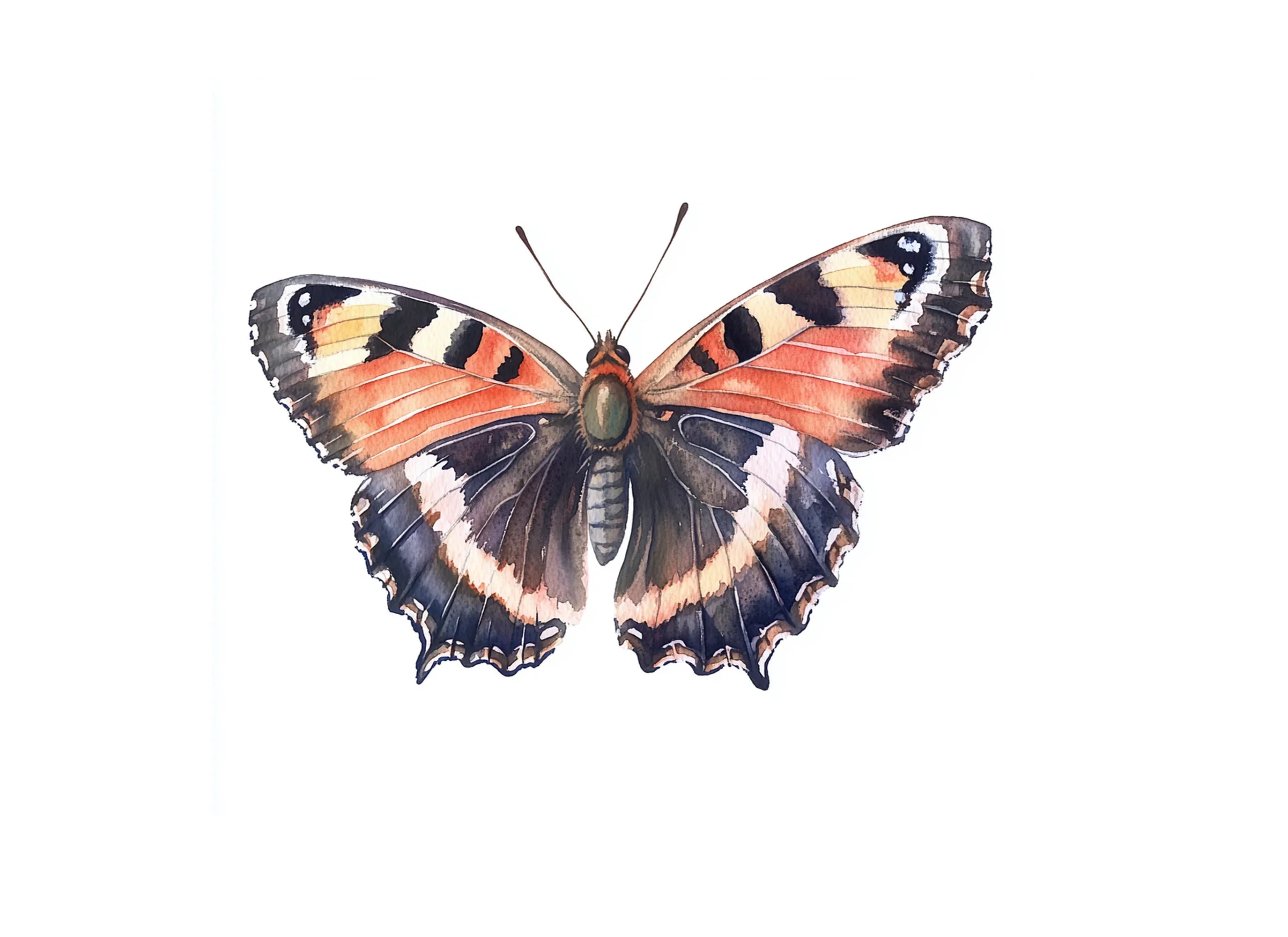 Vibrant Tortoiseshell Butterfly Clipart Bundle