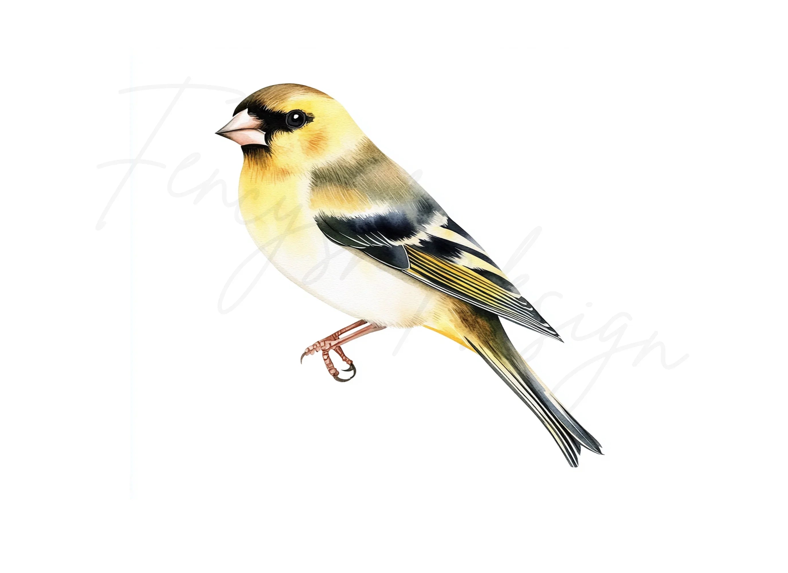 Goldfinch Bird Clipart Bundle