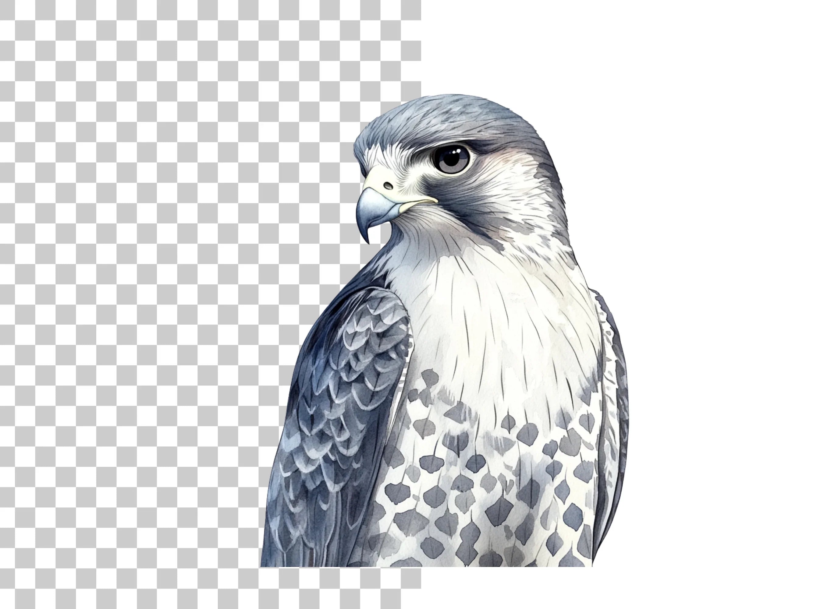 Majestic Falcon Clipart Bundle