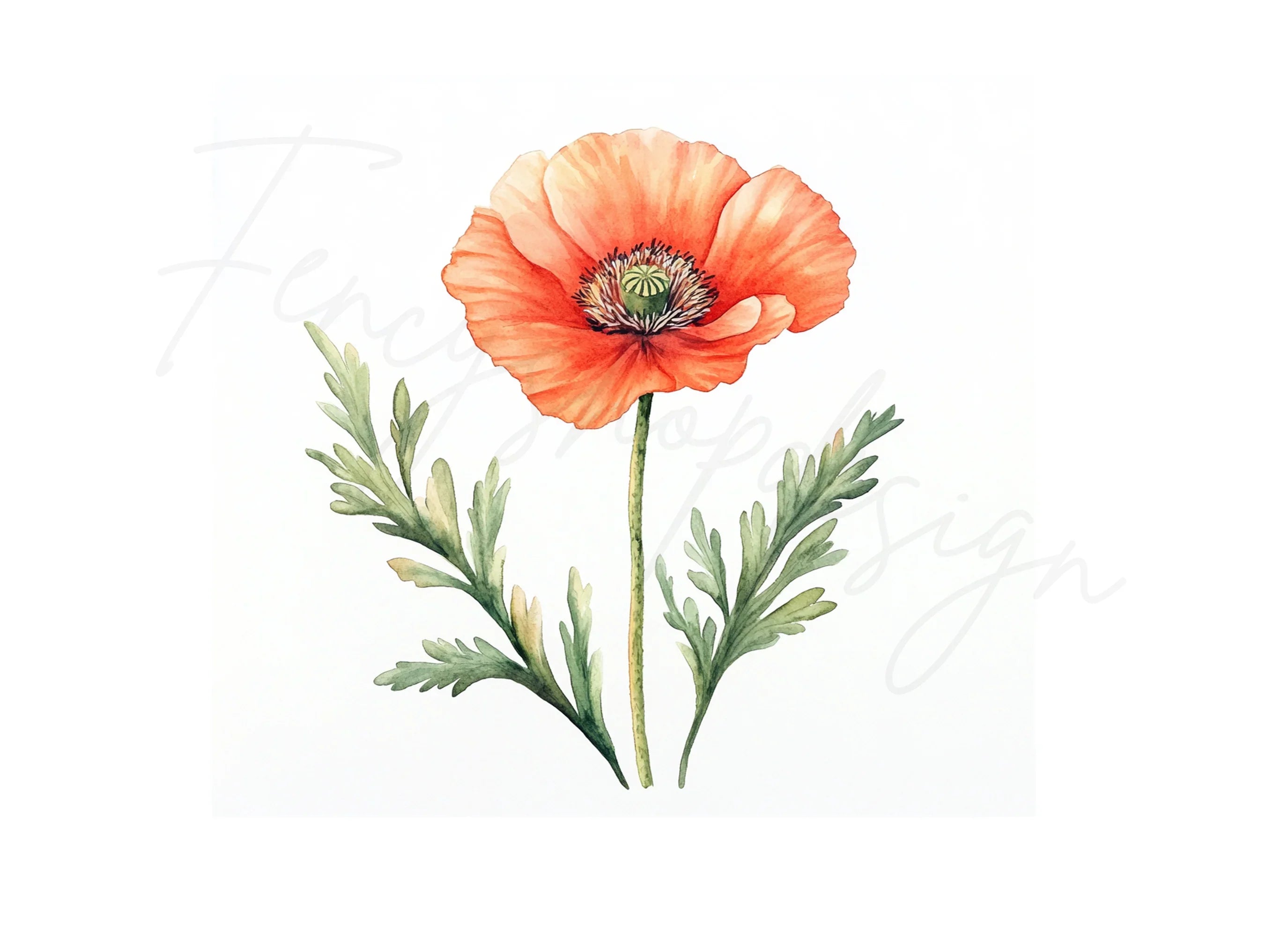 Poppy Flower Clipart Bundle