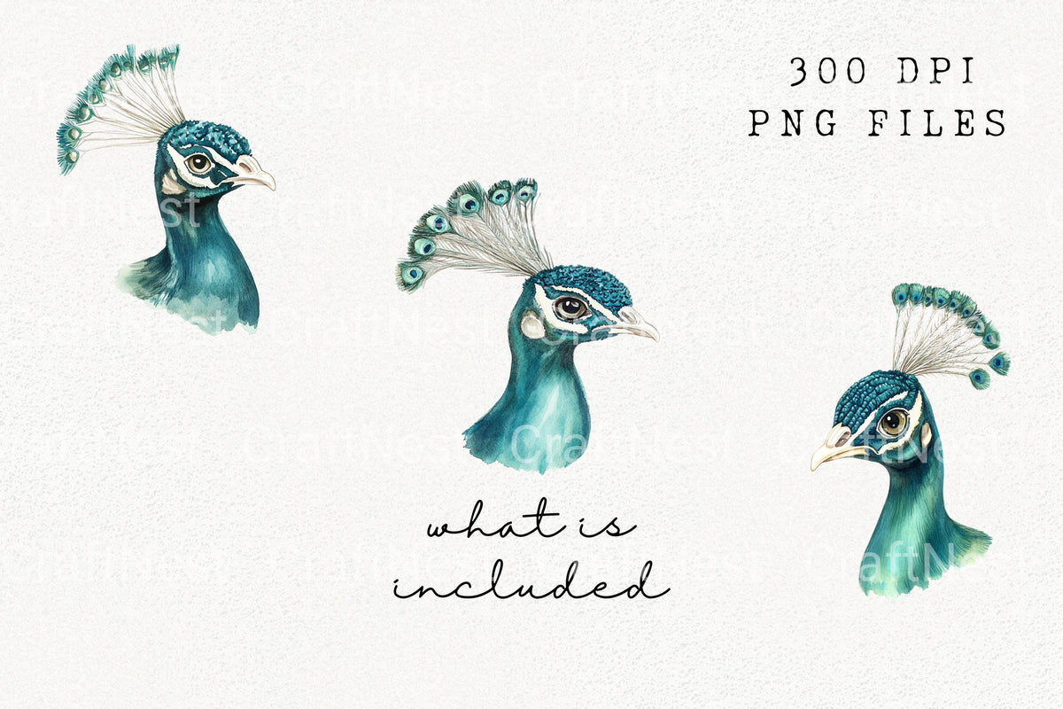 Majestic Peacock Head Clipart Bundle