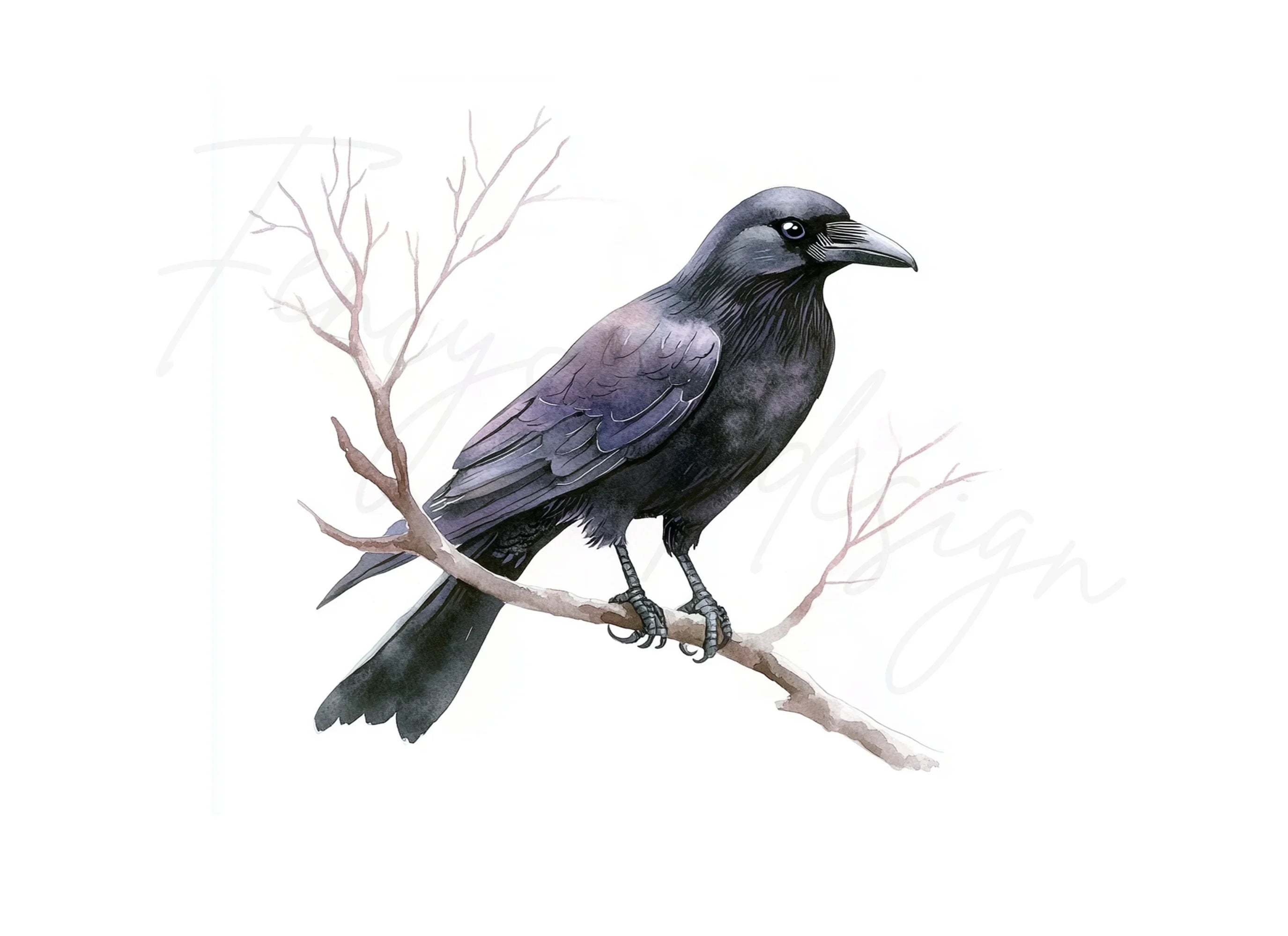 Black Crow Bird Clipart Bundle