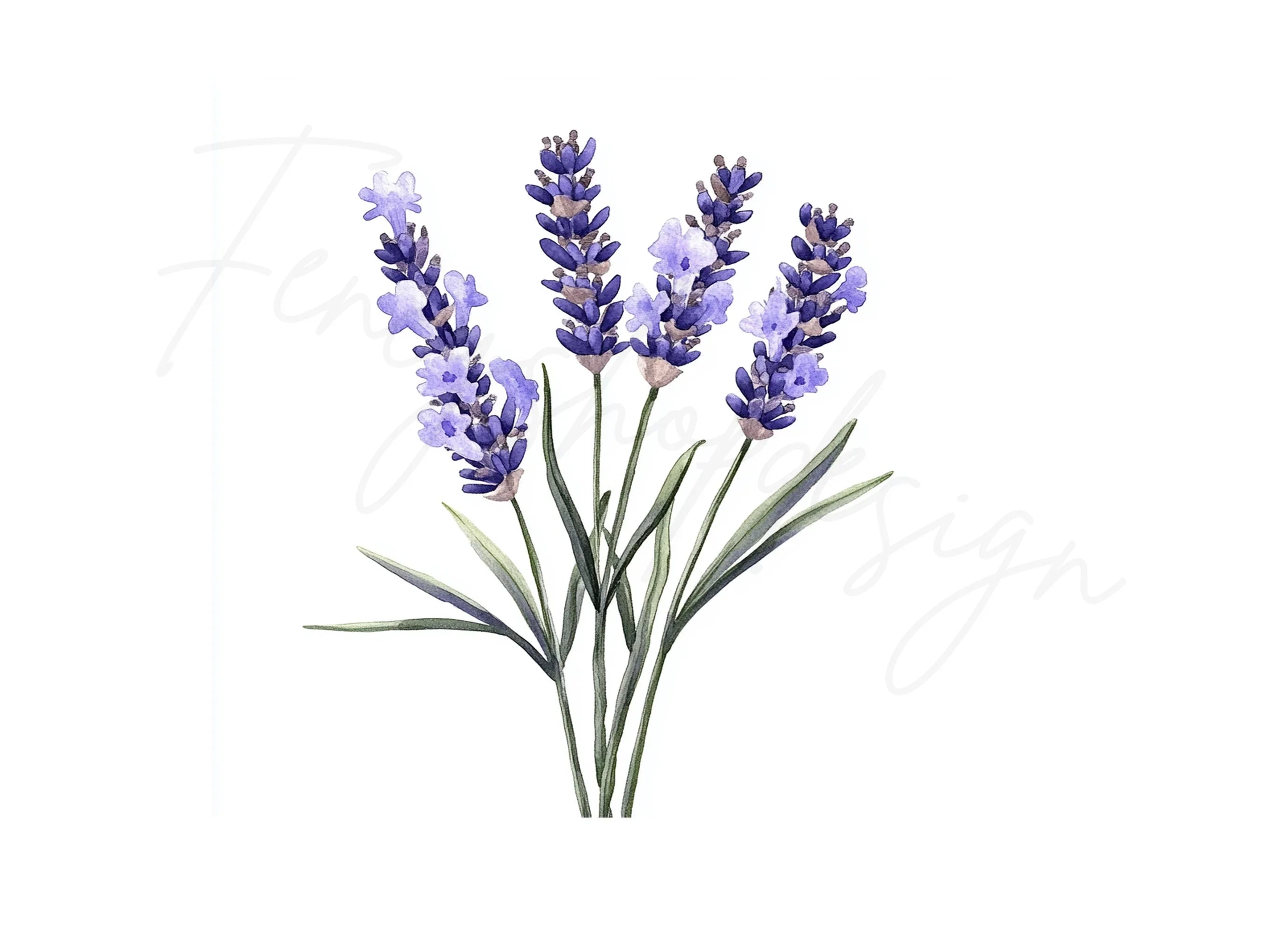 Lavender Flower Clipart Bundle