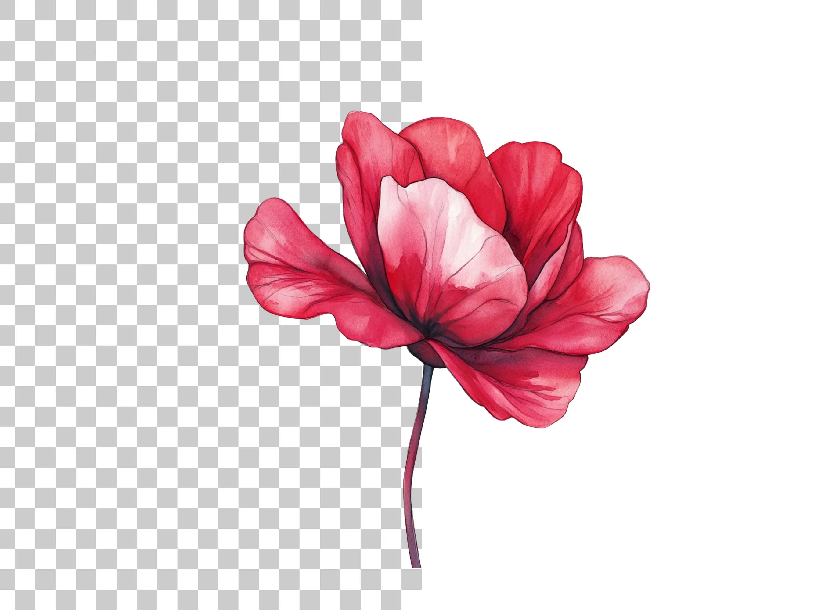 Elegant Red Poppy Clipart Bundle